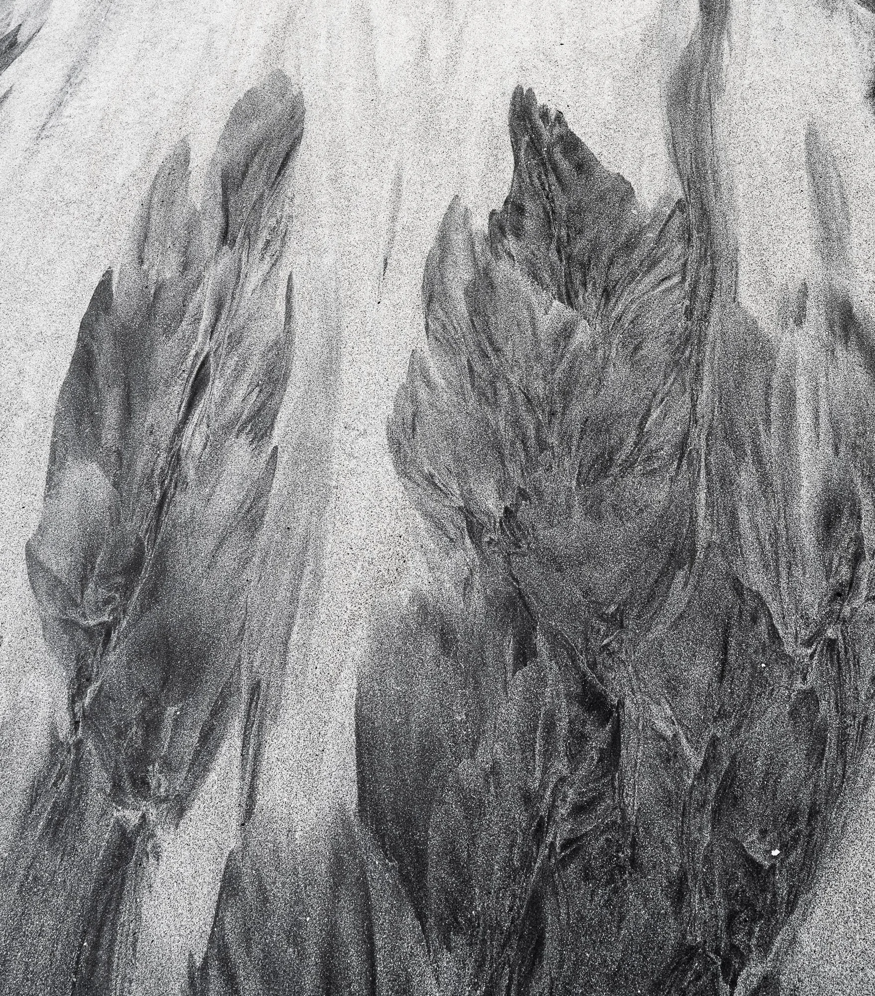 Tree study (6 of 10).jpg
