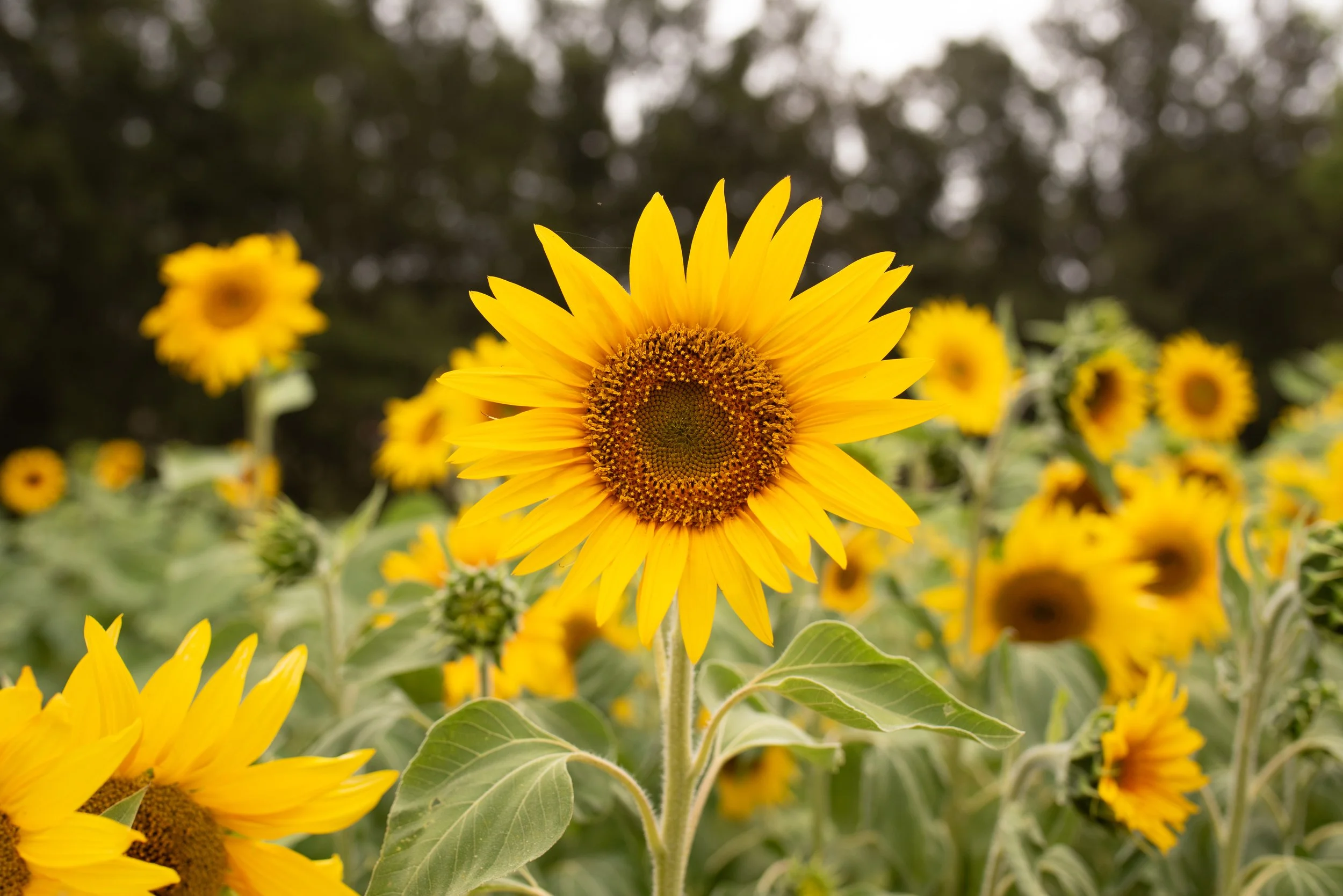 Bucket of Joy  - Picnic in the Sunflower Field Monday 26th Jan