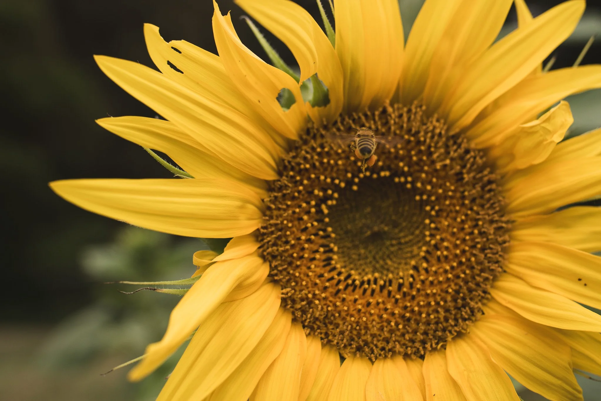 You tube of Cedar Creek Farm Pick Your Own Flowers updates