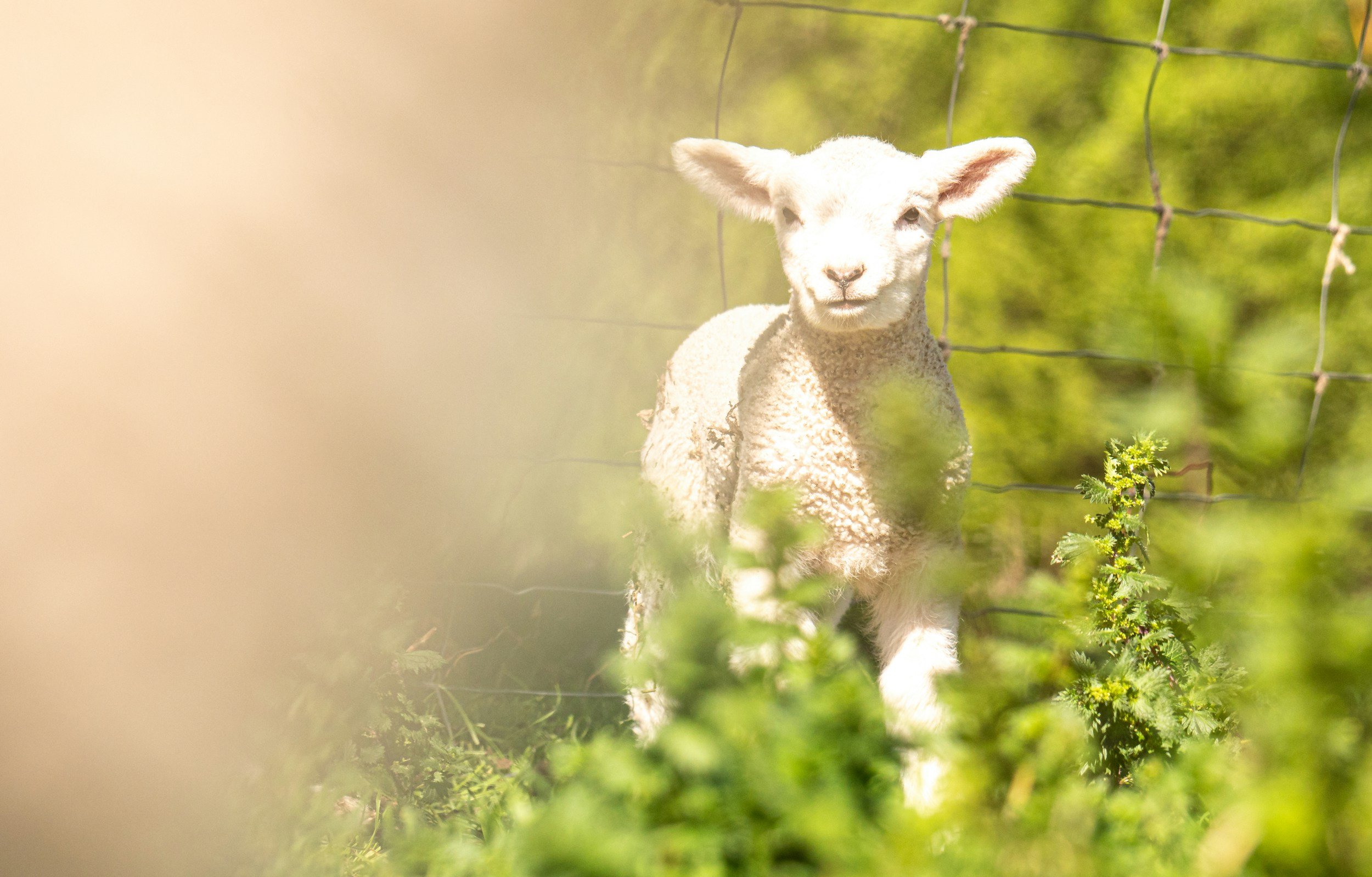 The Lamb and the Nations