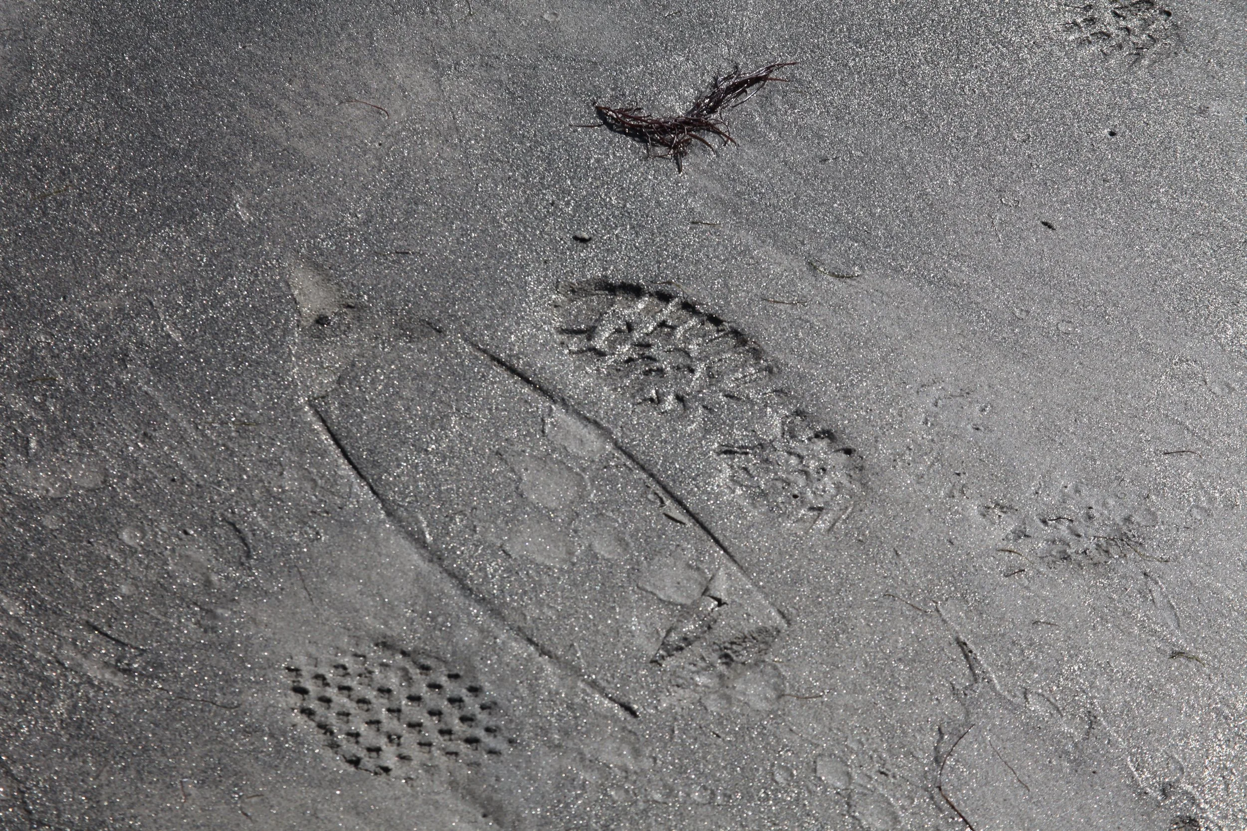 SALT Fin leaves unrecognizable spore signature