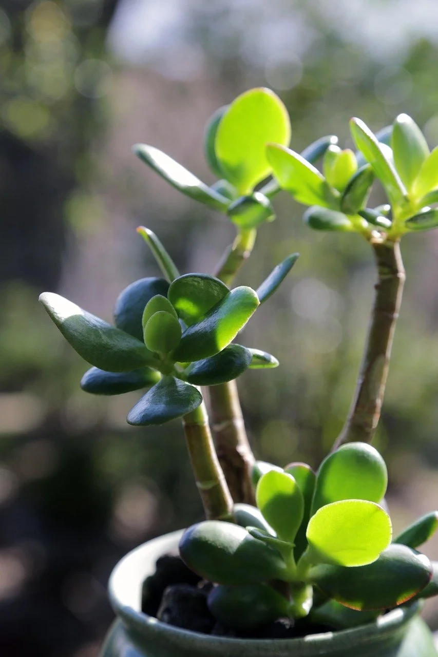 Close-up of a succulent plant with thick, green, fleshy leaves in a small pot outdoors.