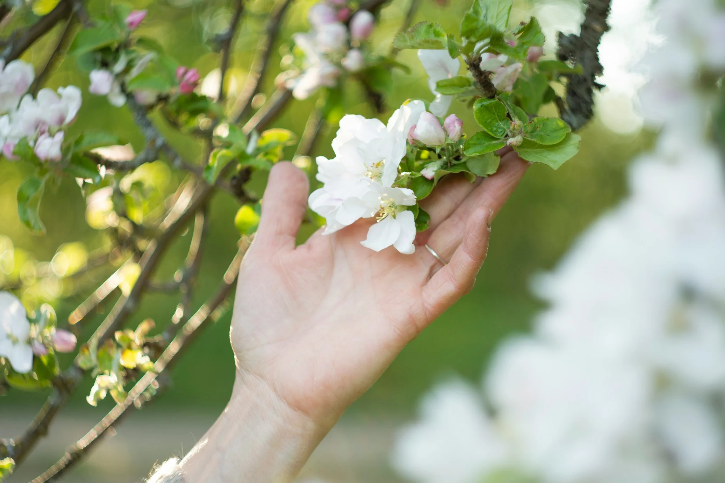 A person's hand holding a branch with white and pink blossoms, outdoors with a blurred green background.