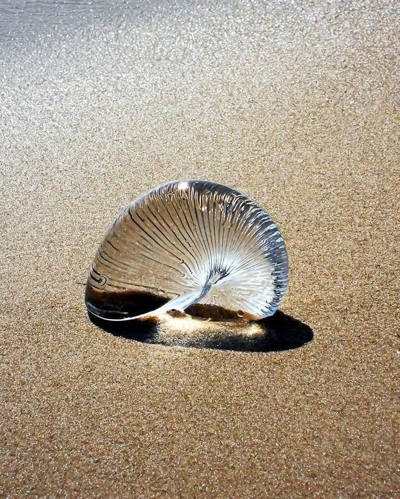 O mar ensina sobre movimento, calma e recome&ccedil;os.

Na AVVA, viver bem &eacute; estar perto da natureza, em endere&ccedil;os que respiram leveza, conforto e prop&oacute;sito. 🌊

➡️ Descubra mais sobre nossos projetos e sinta o equil&iacute;brio