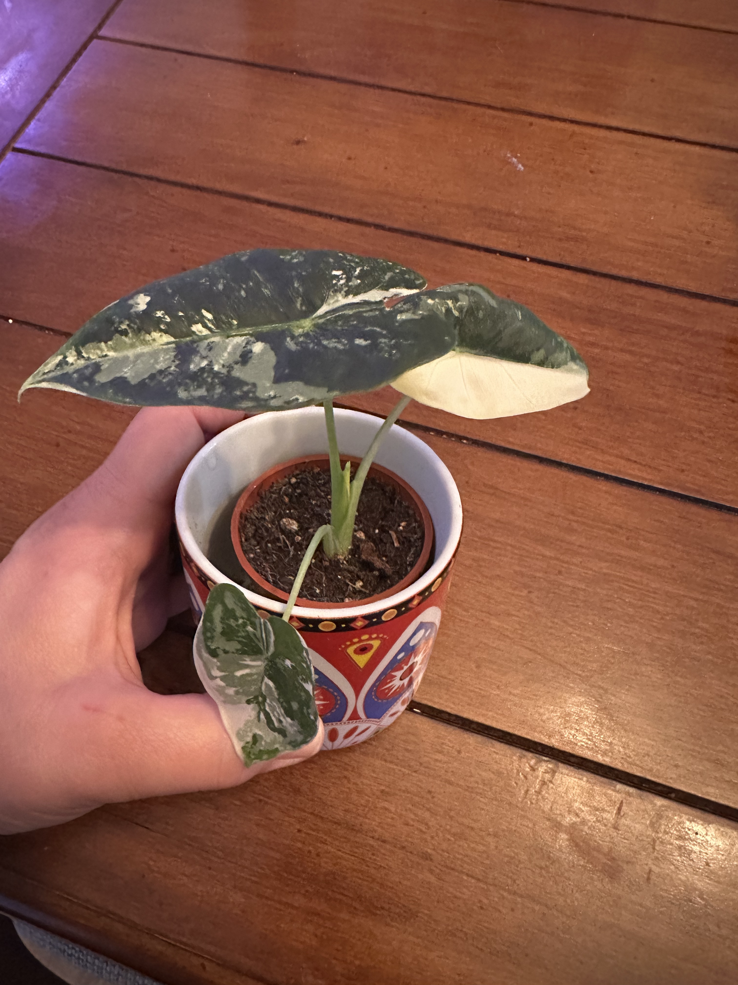 Alocasia Frydek - 

Velvety, deep green leaves with bold white contrast veins.