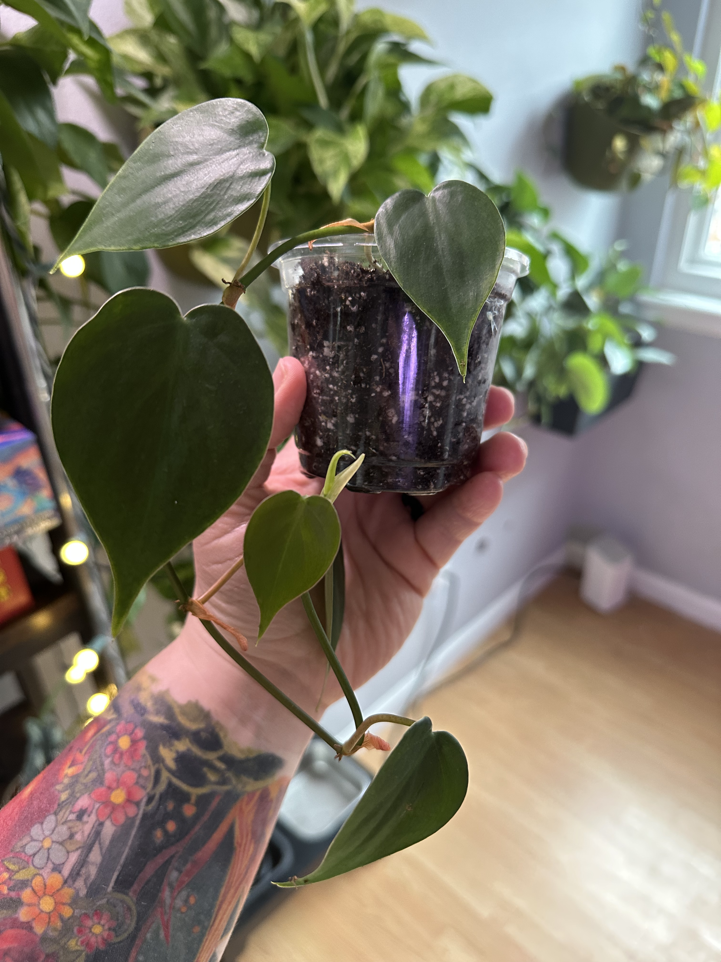 Philodendron Cordatum - 

Classic trailing heartleaf philodendron. This plant is already rooted in soil — available now.