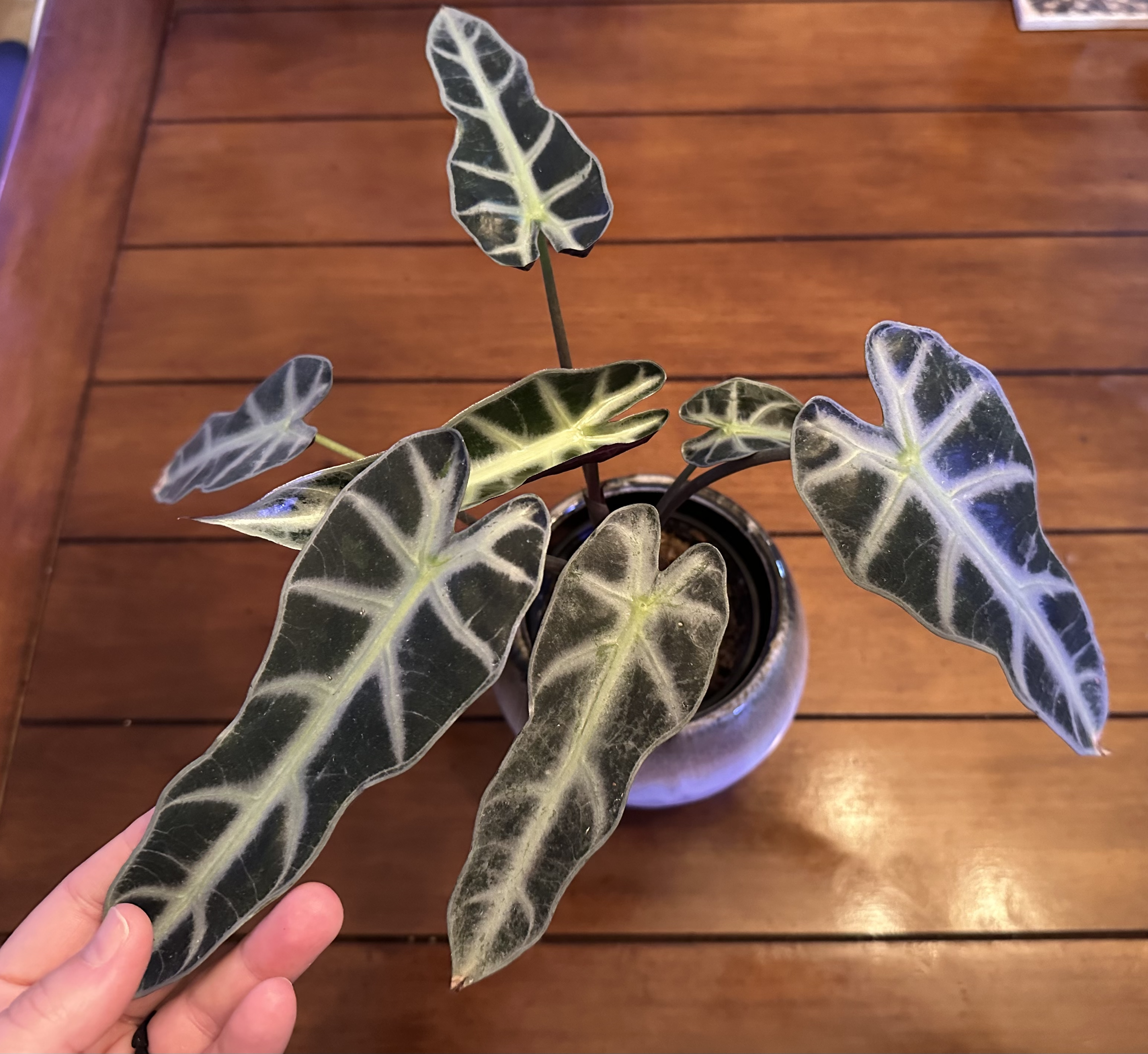 Alocasia Bambino Polly -

Mature plant with dark, arrowhead leaves and bold veining. Cuttings may be available upon request.