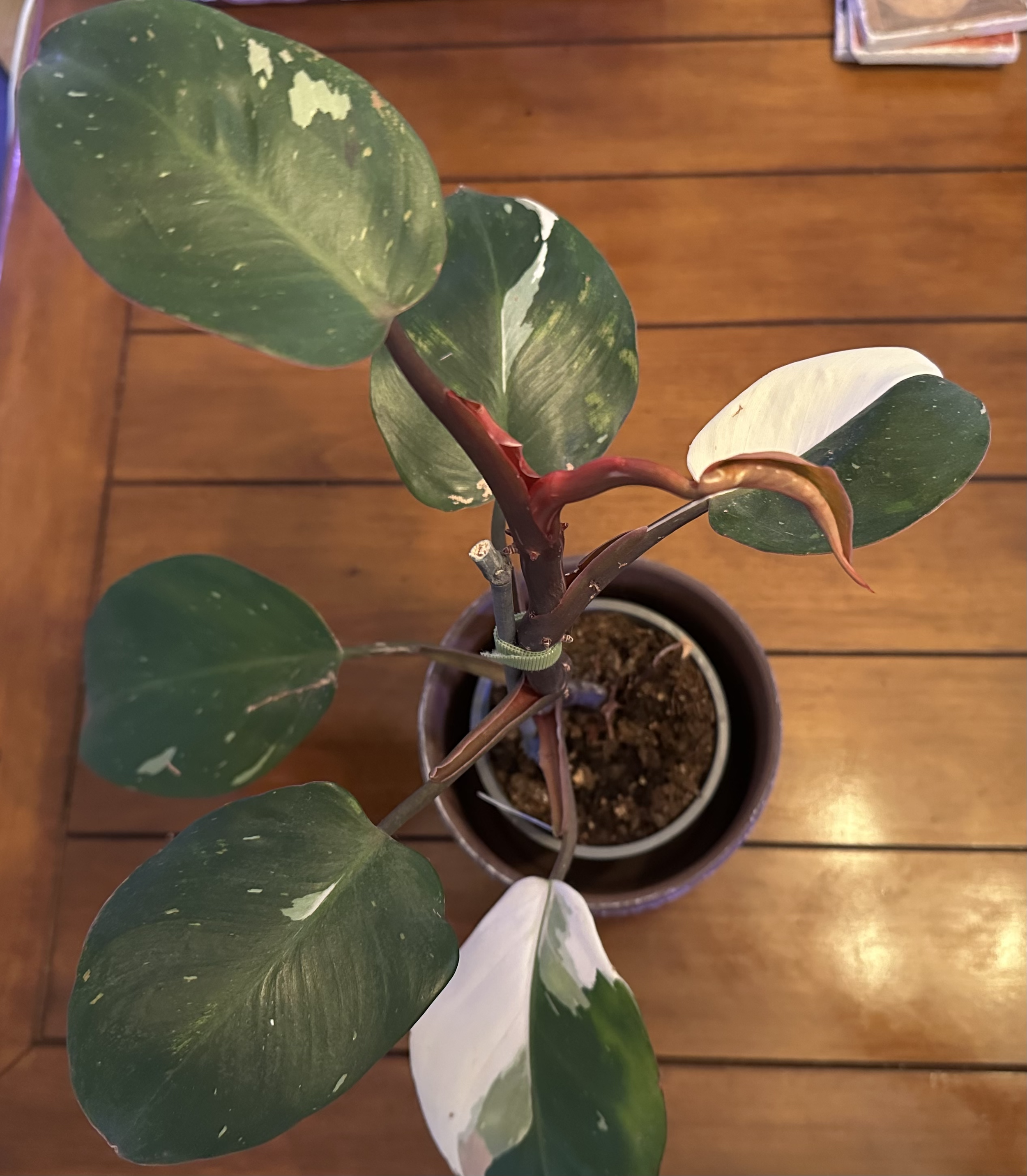 White Knight Philodendron - 

Rare variegated philodendron with creamy white sectors and red stems. Cuttings available by request.