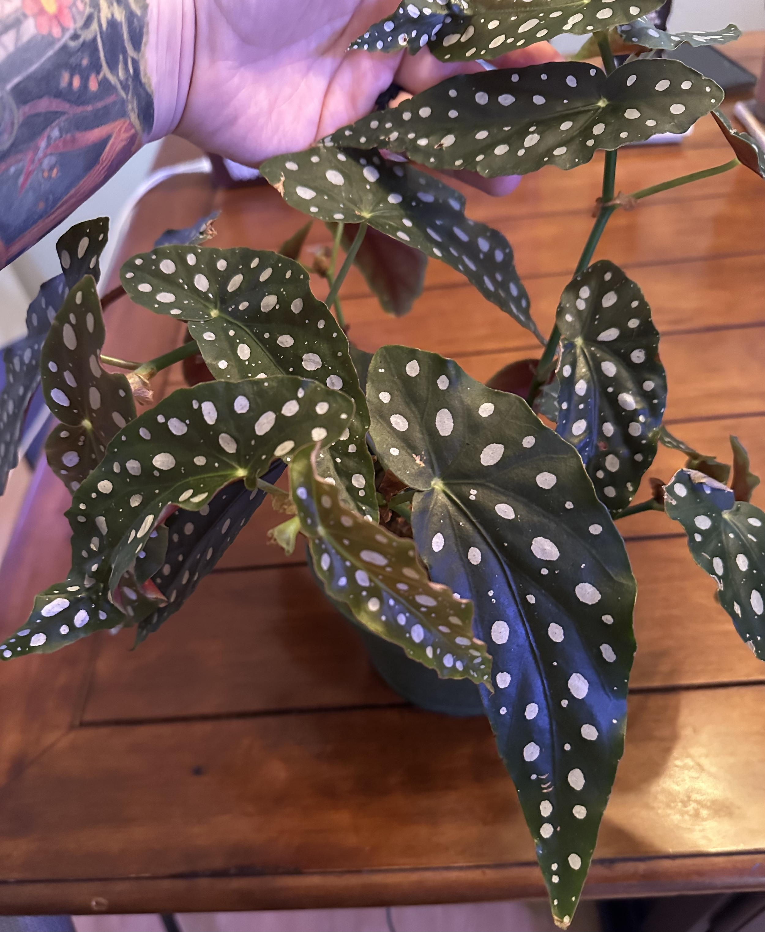 Polka Dot Begonia - 

Striking foliage with silver spots and deep green leaves. Cuttings available — limited quantities.