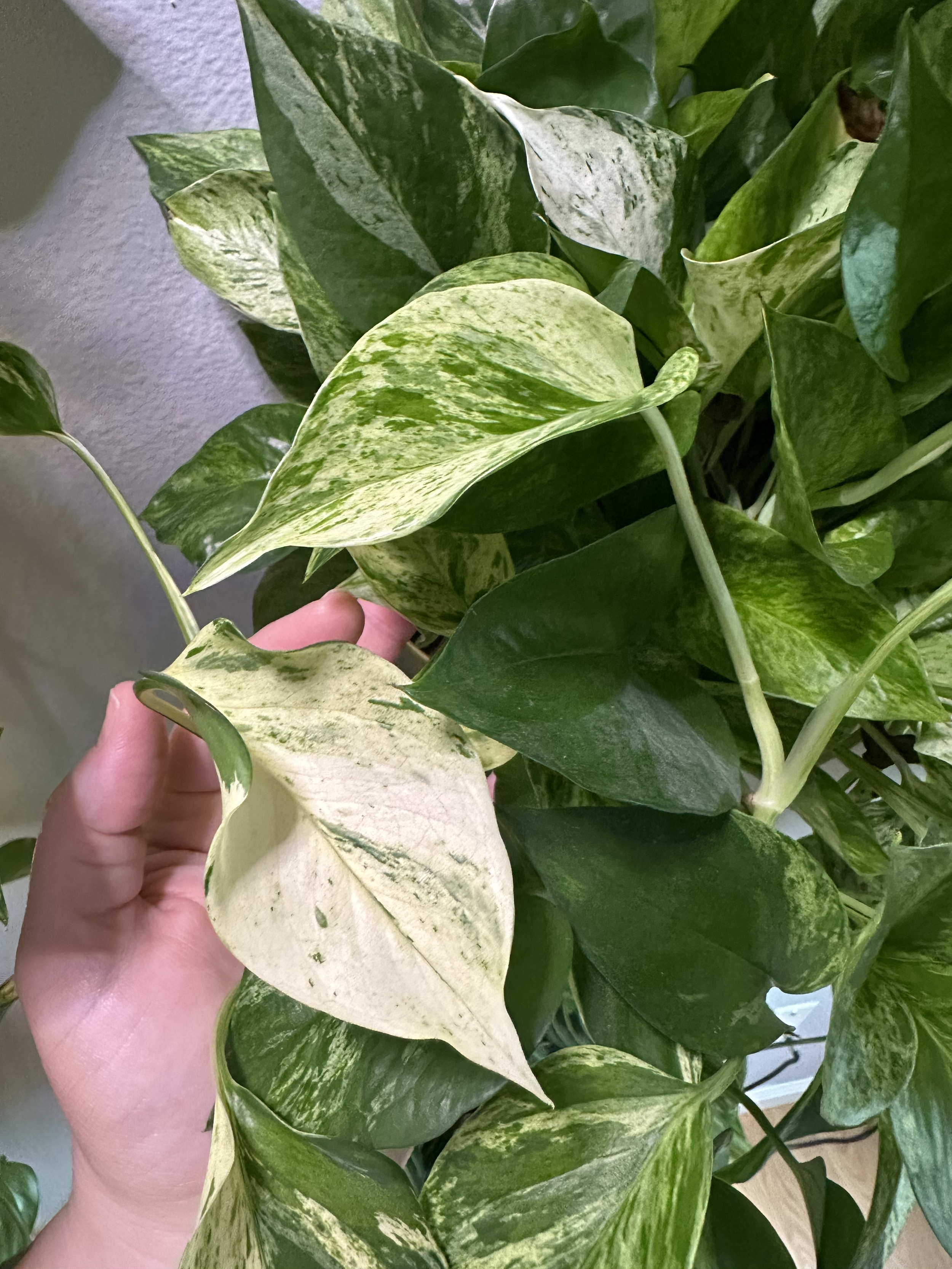 Marble Queen Pothos - 

Bright variegated vining pothos. Fast-growing and easy to root. Cuttings available now.