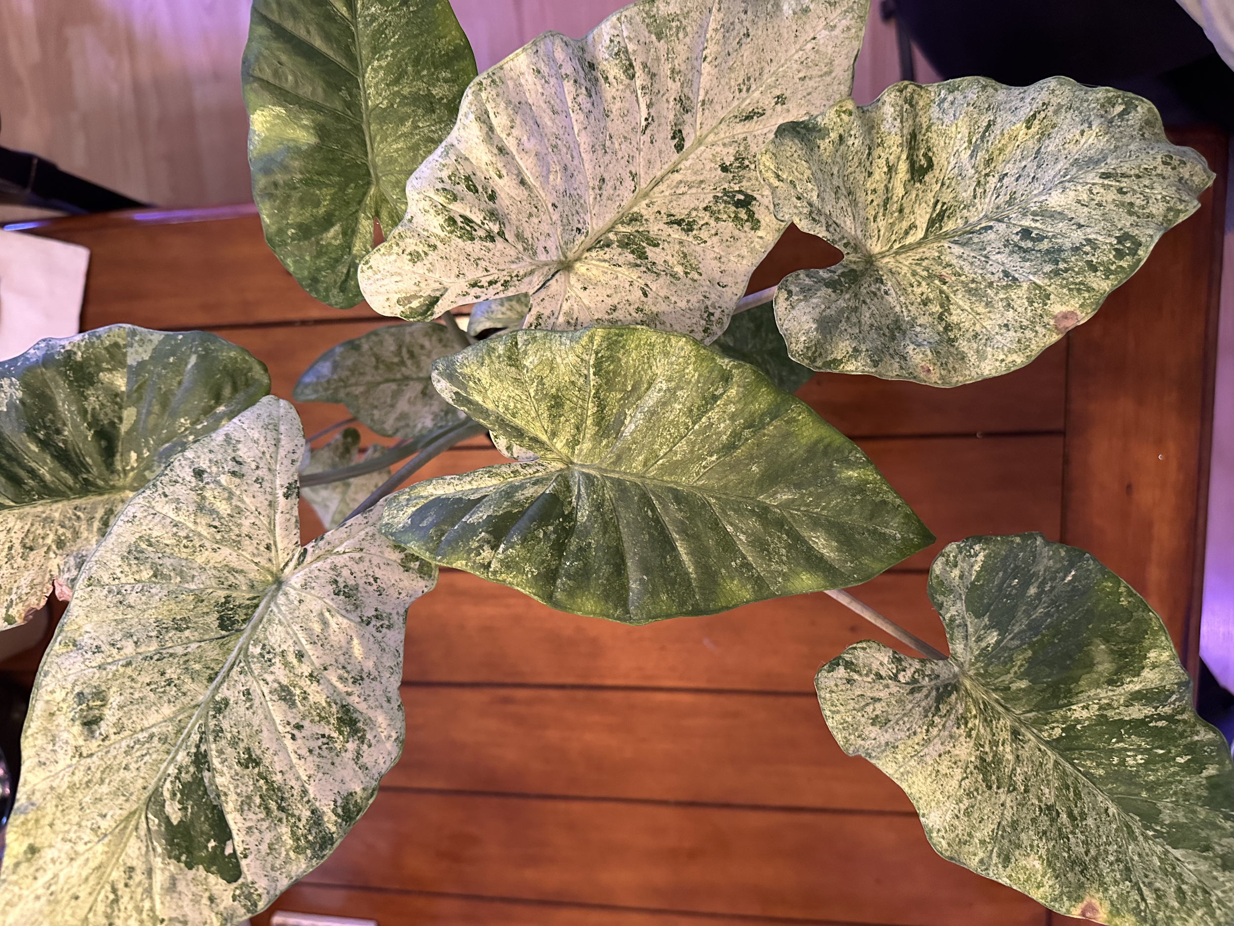 Alocasia Odora - 

Large, glossy foliage and upright tropical growth. Cuttings may be available depending on season.