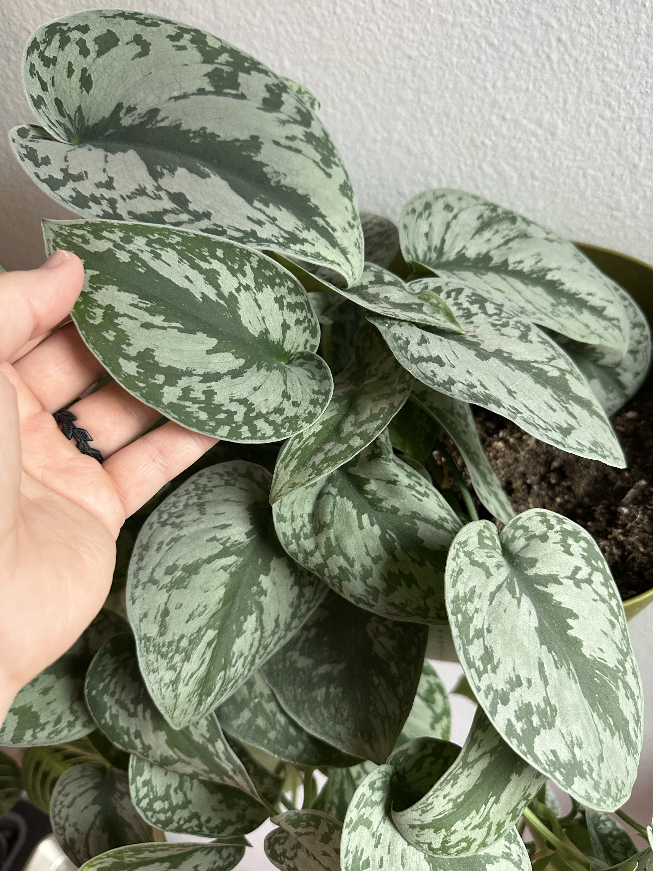 Silver Satin Pothos - 

Soft matte green leaves with silver variegation. Cuttings available — rooted in water or soil.