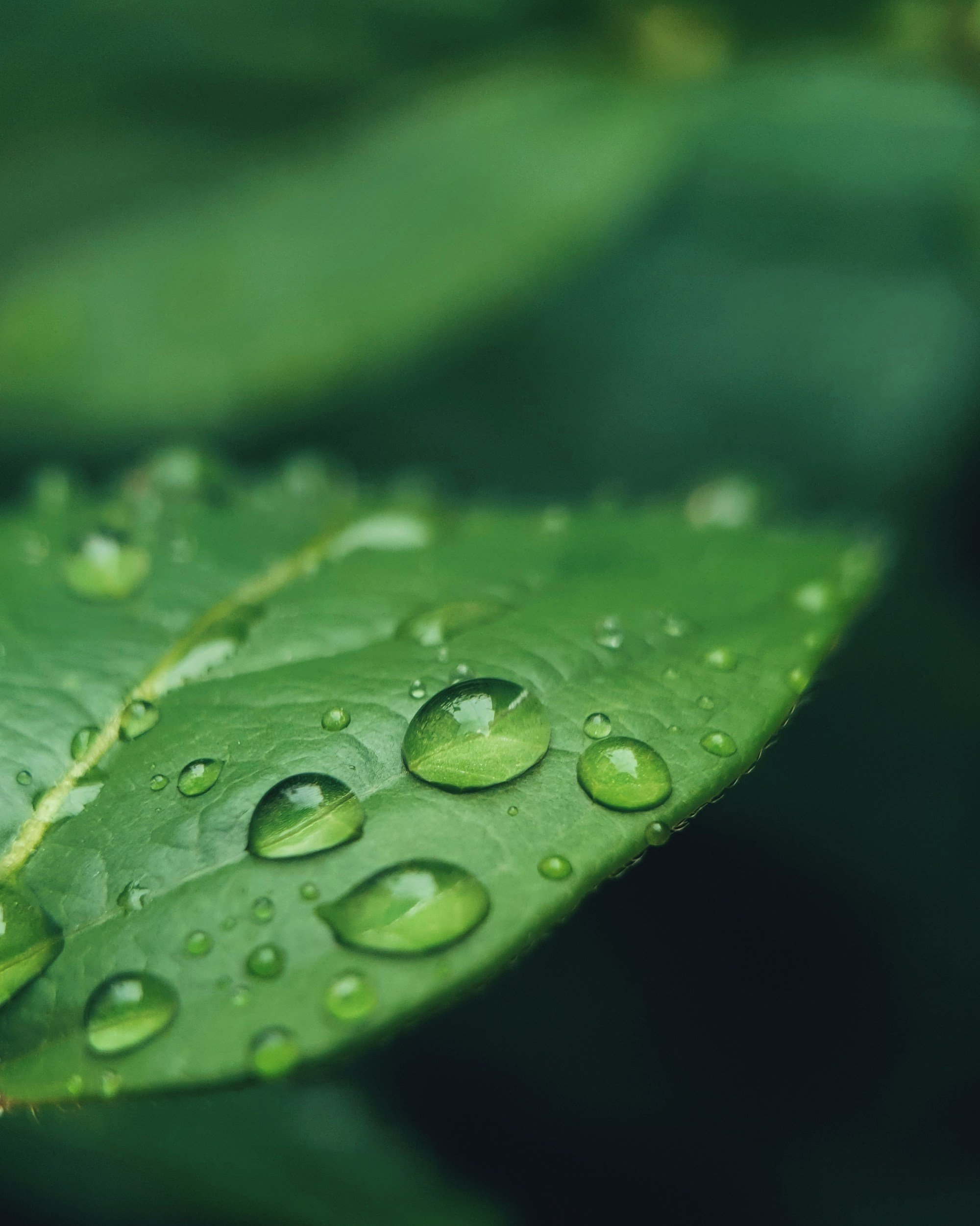 Close-up of a green leaf with water droplets on its surface.