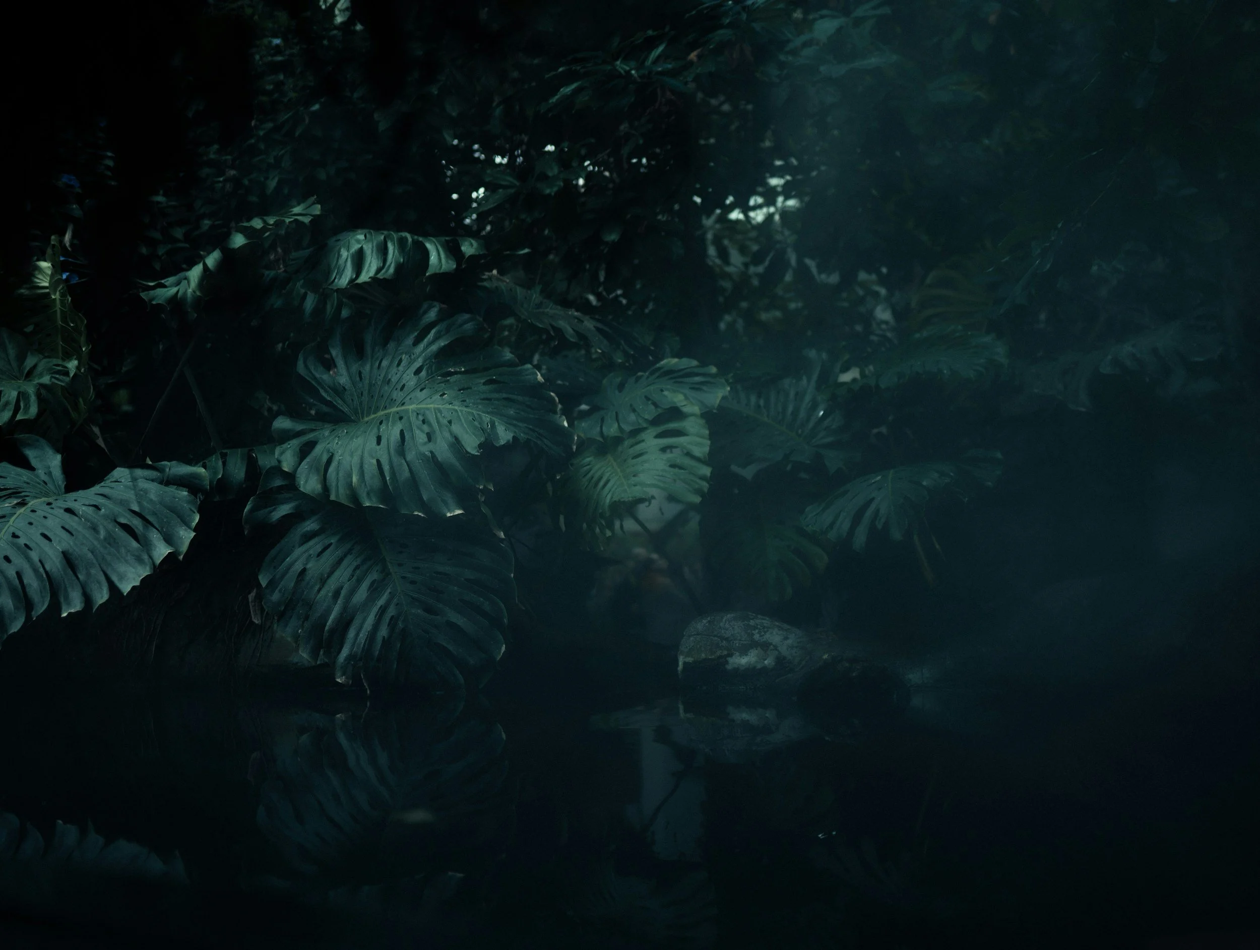 Dark, misty jungle scene with large green leaves reflected in water.