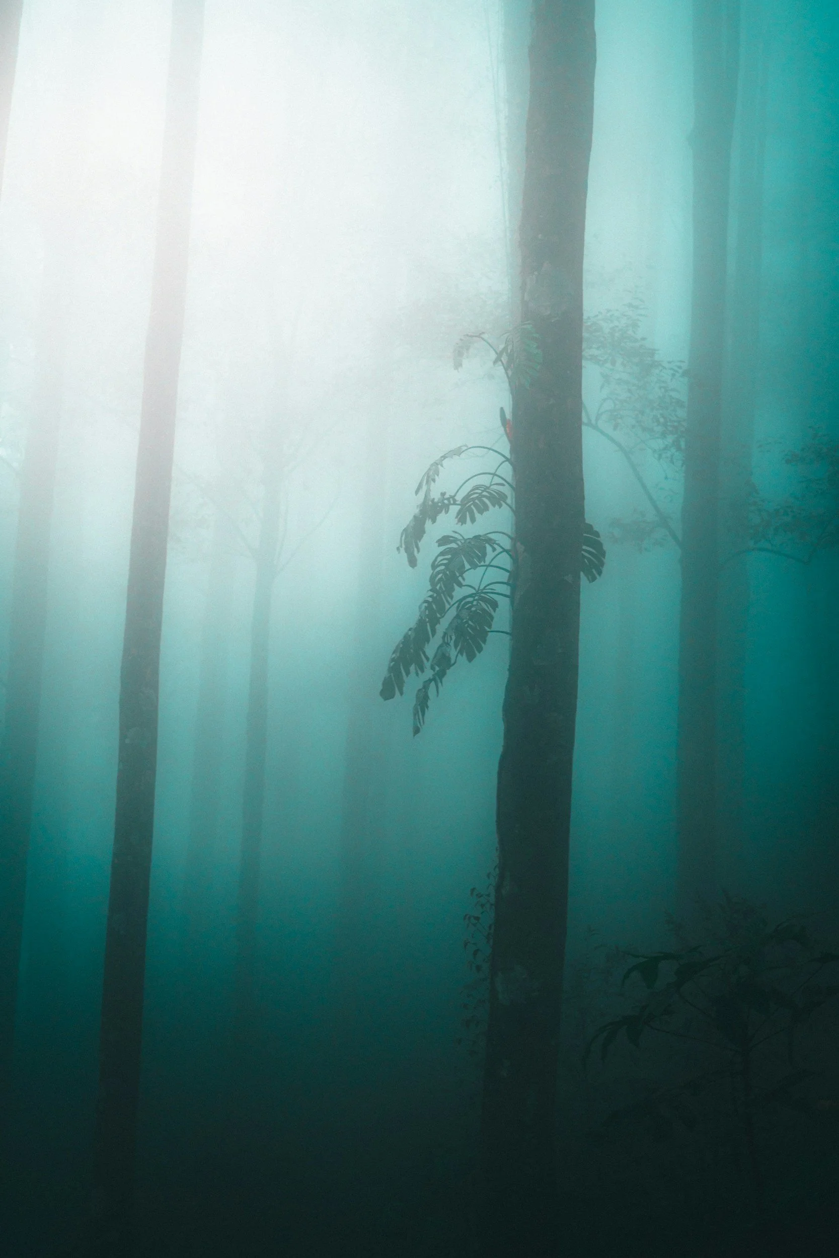 Foggy forest with tall trees and faint sunlight in the background.