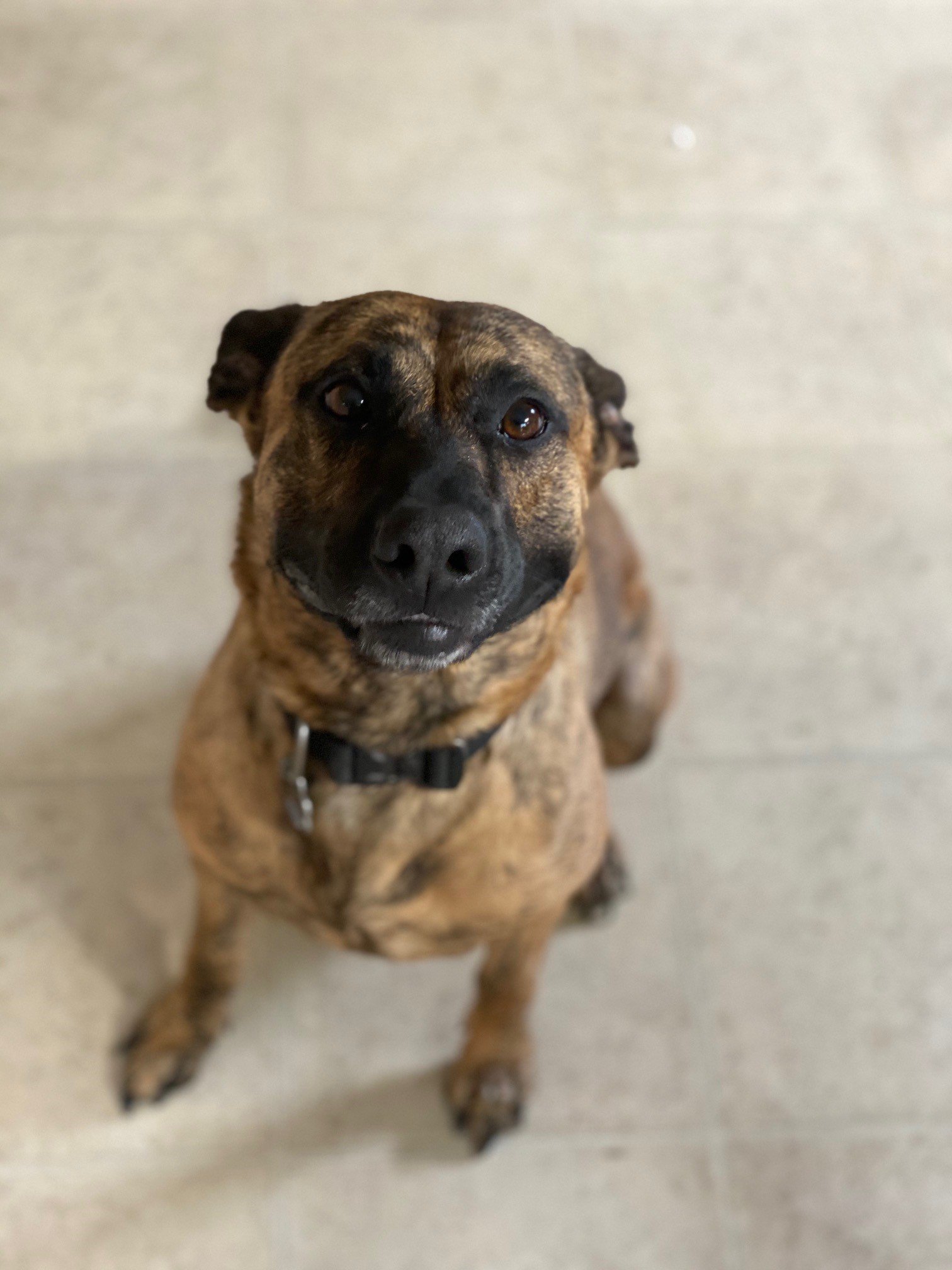A brindle-colored dog with a black collar sitting on a light-colored floor, looking up at the camera with a slight smile.