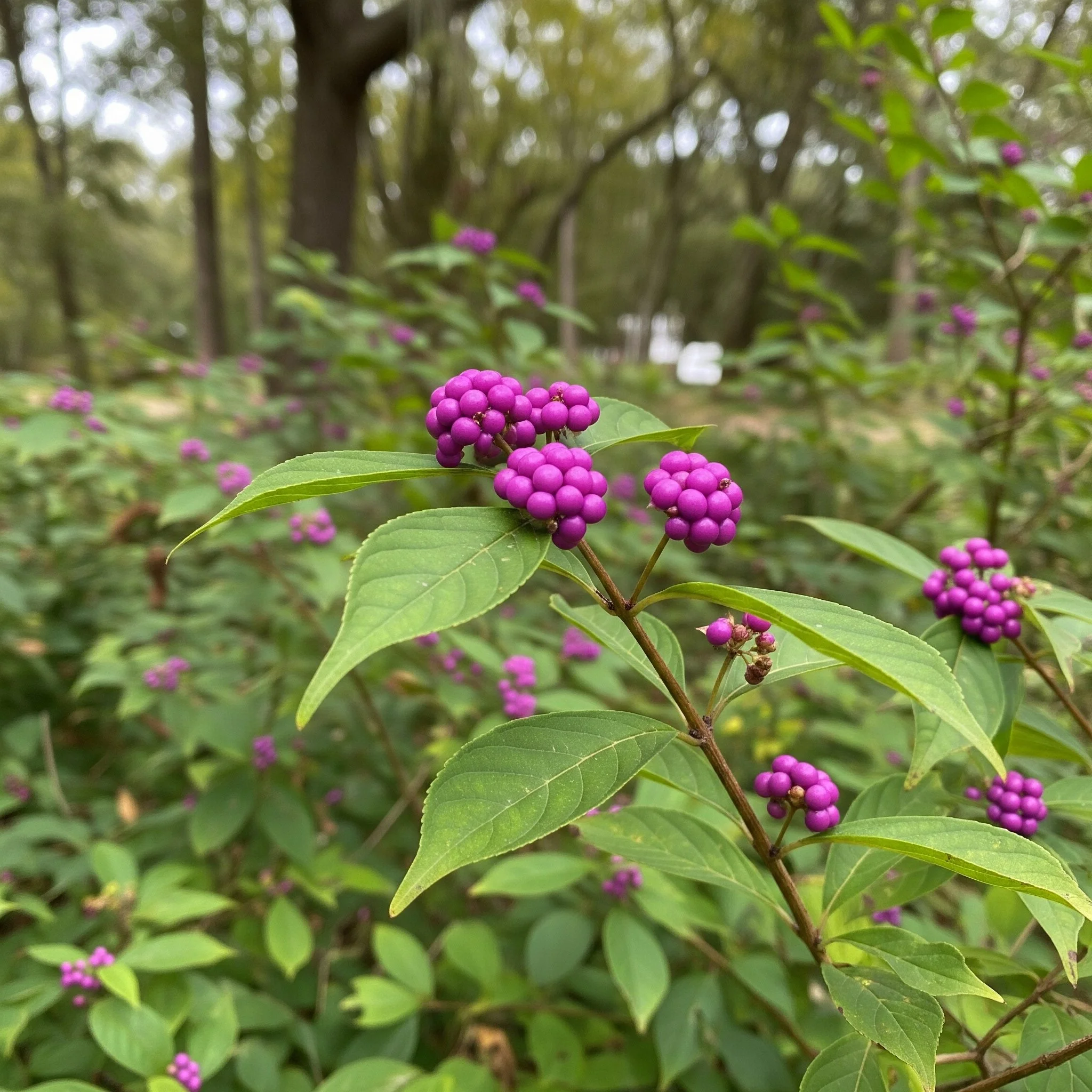beautyberry shrub.jpeg