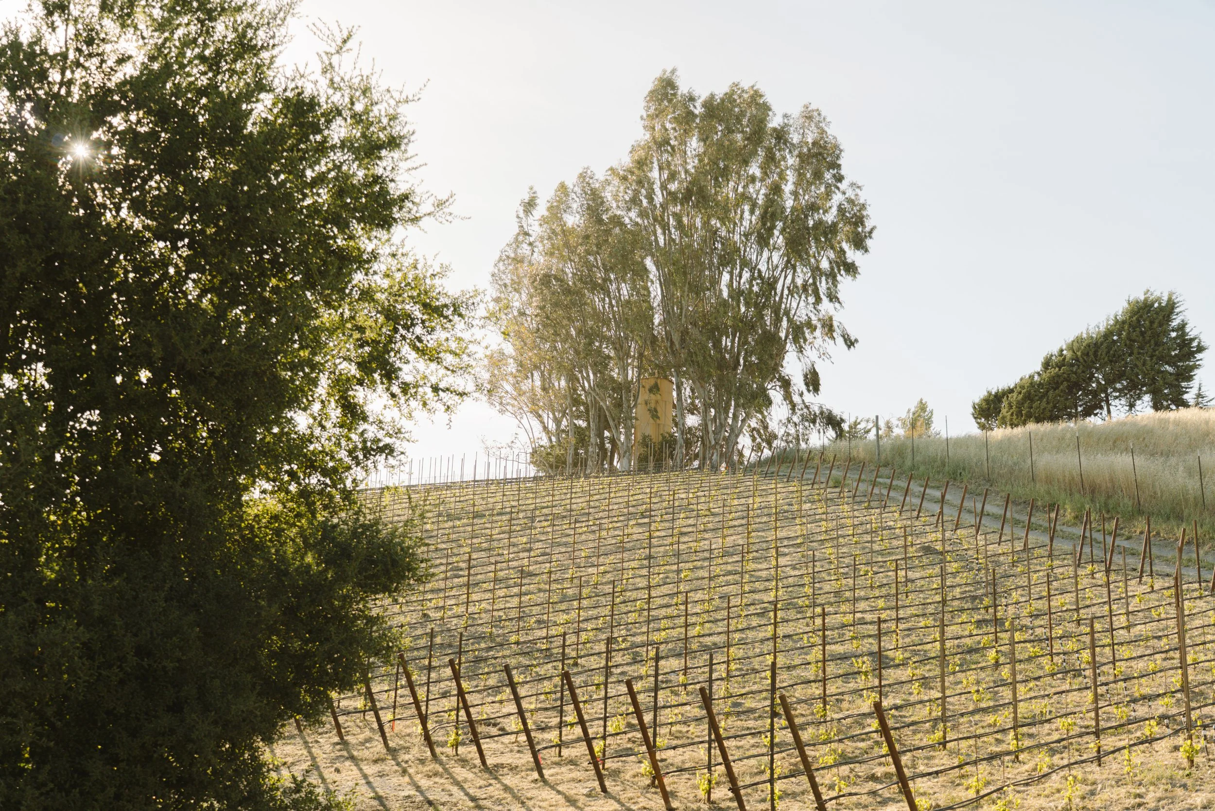 North-eastern block of the vineyard accompanied by the old, yellow, water tower