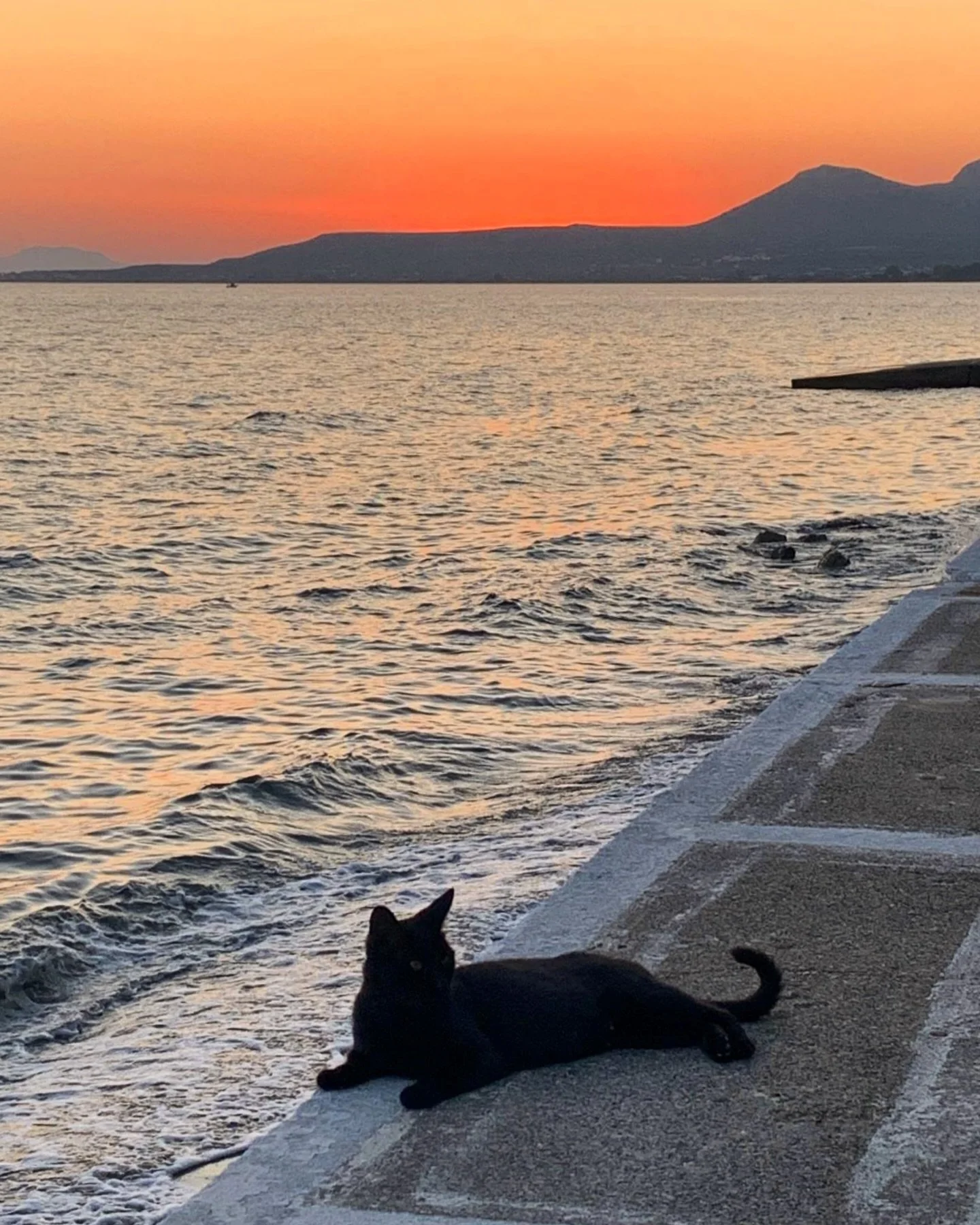 Greek summer nights 

#greece #greekcats #greeksummer #greekislands #greecestagram #greecelover #greeceis #travel