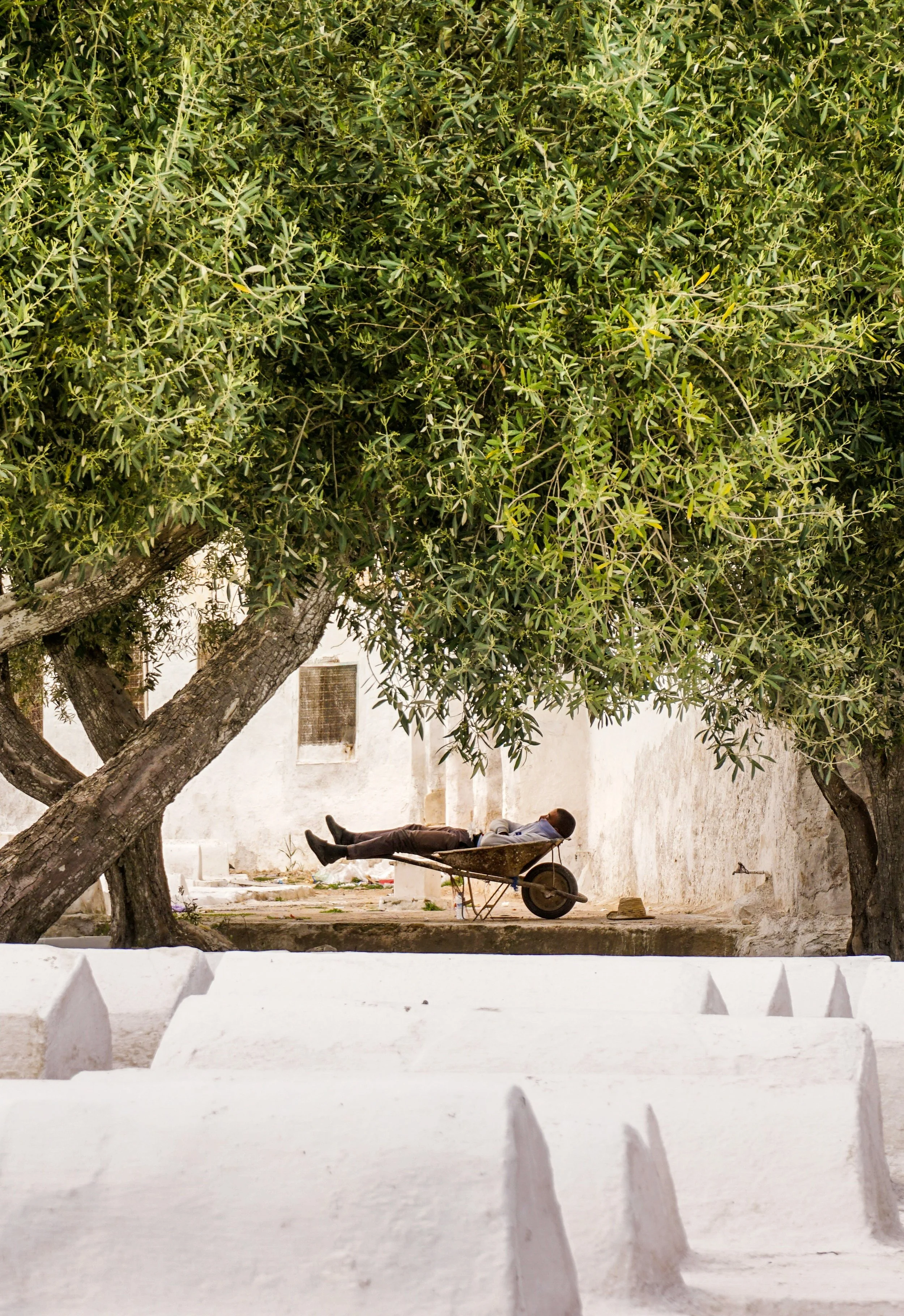 Harvest Season in Greece – Wineries, Olive Groves and Autumn Festivals