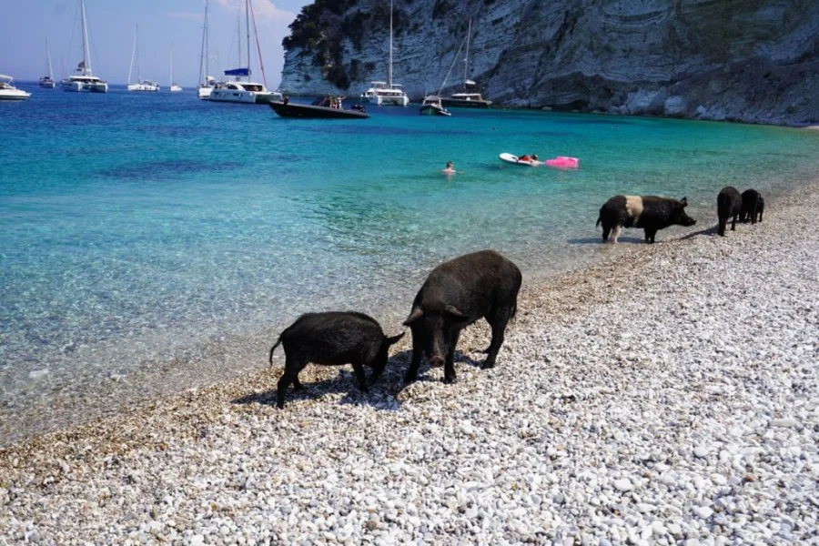 Atokos, The Island Where Wild Pigs Join Your Beach Party