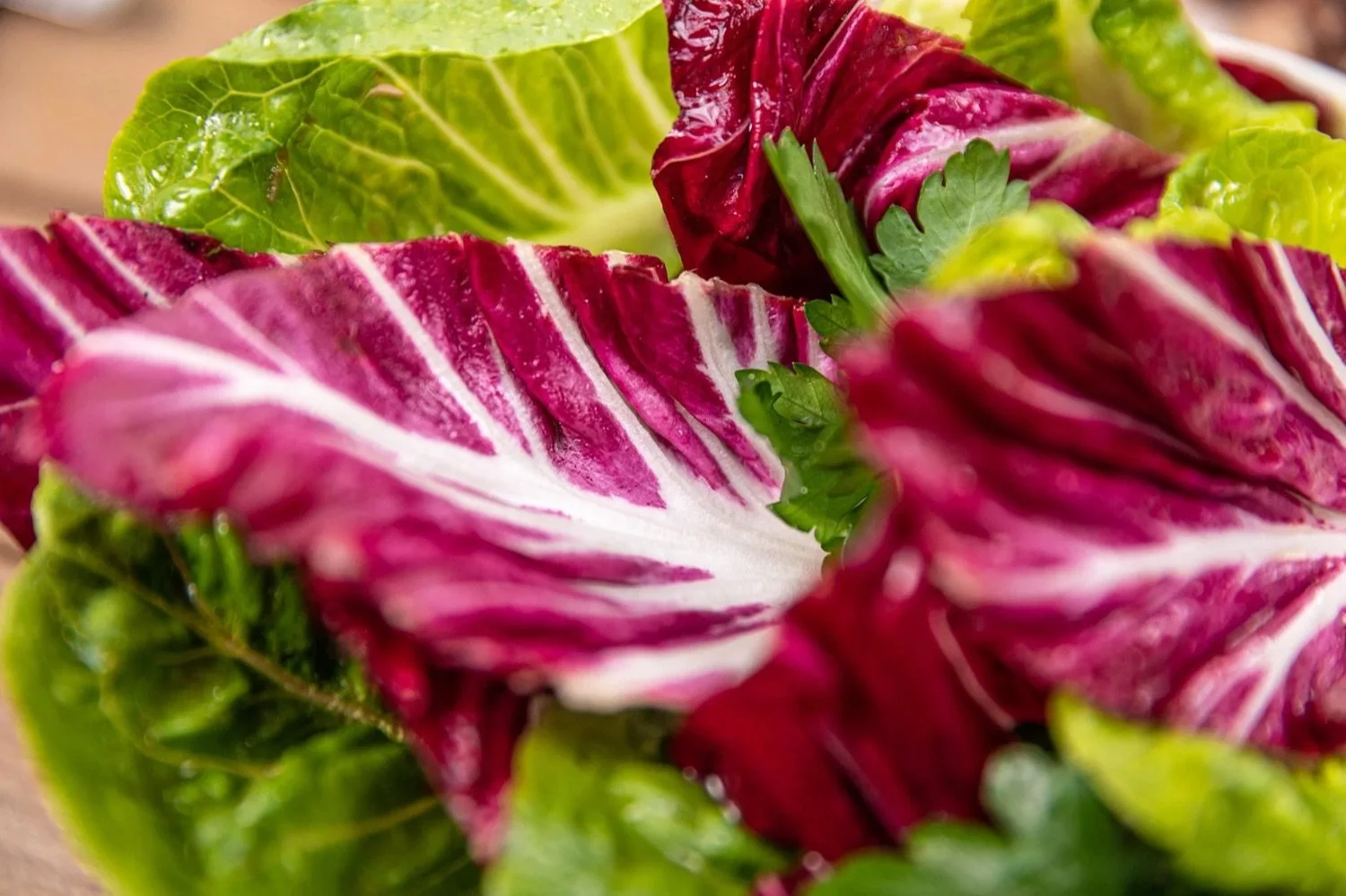 Close-up of fresh radicchio and green lettuce leaves.