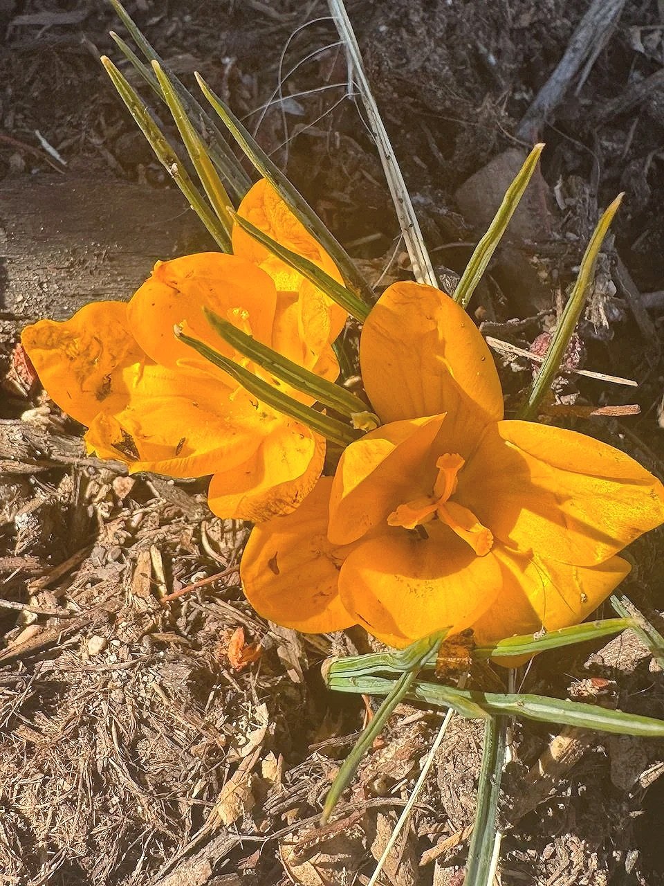 Seasonal Harmony: Why Spring Weather in Winter Throws Us Off Balance