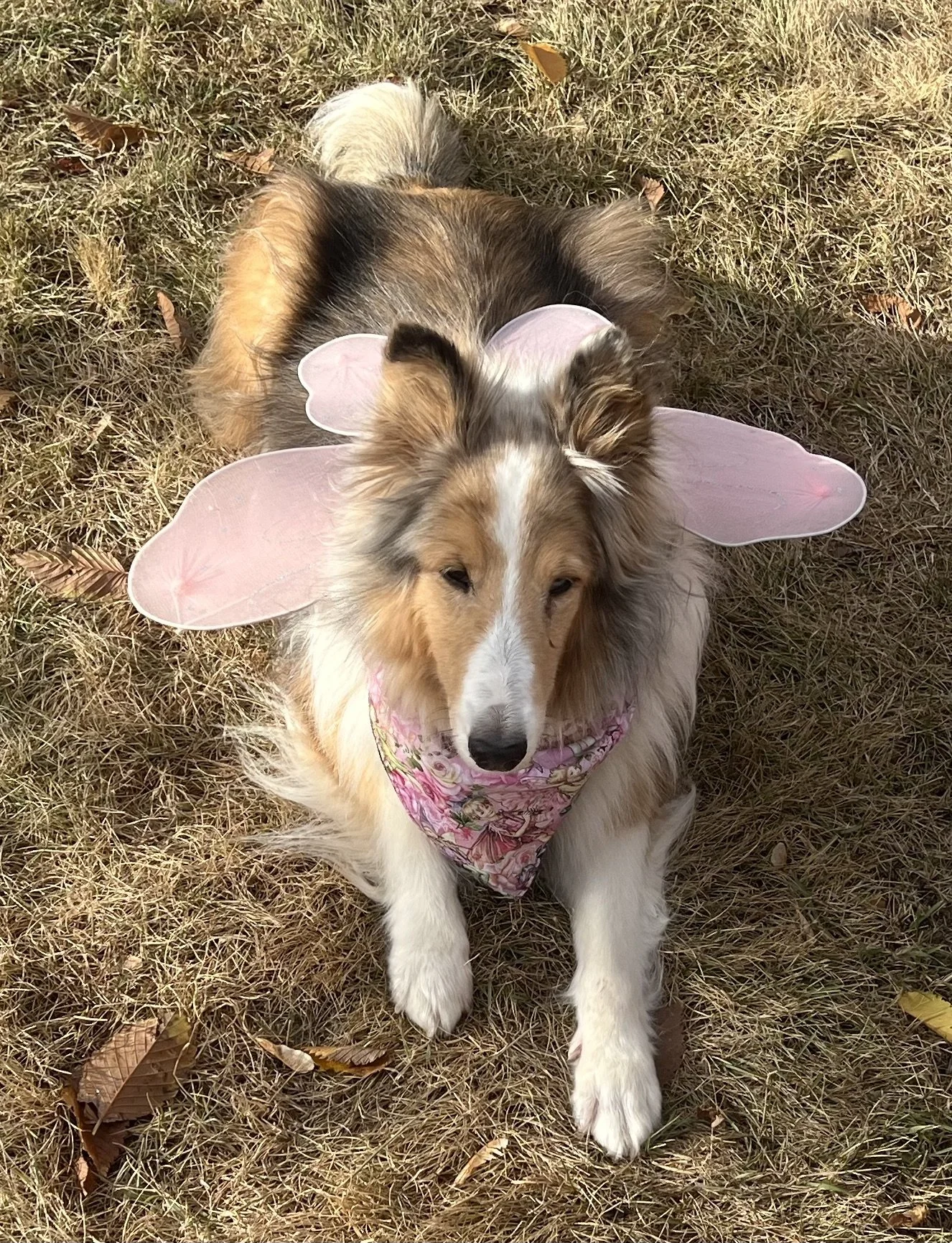 Happy Heavenly Birthday Rosie!