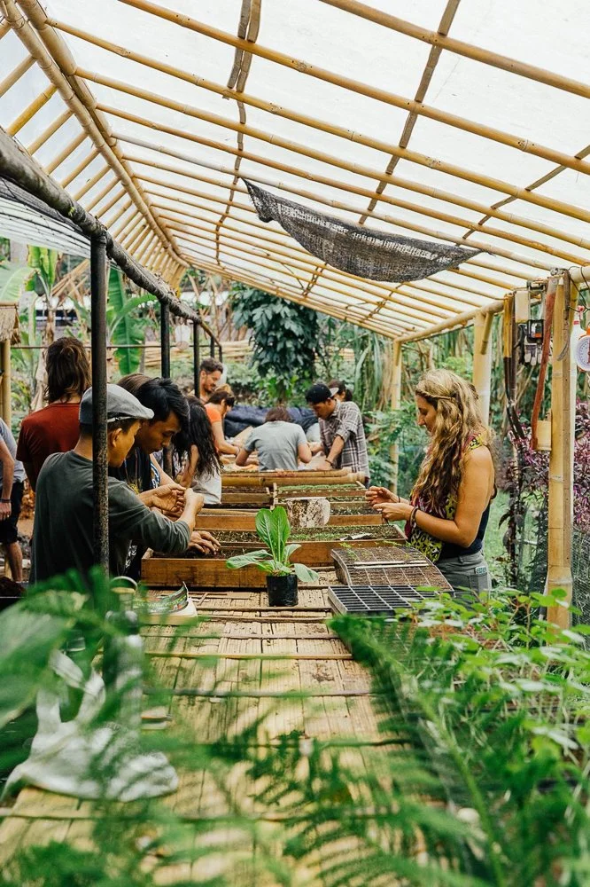 A group of people working on plant cultivation or gardening inside a greenhouse with bamboo framing and lush green plants.