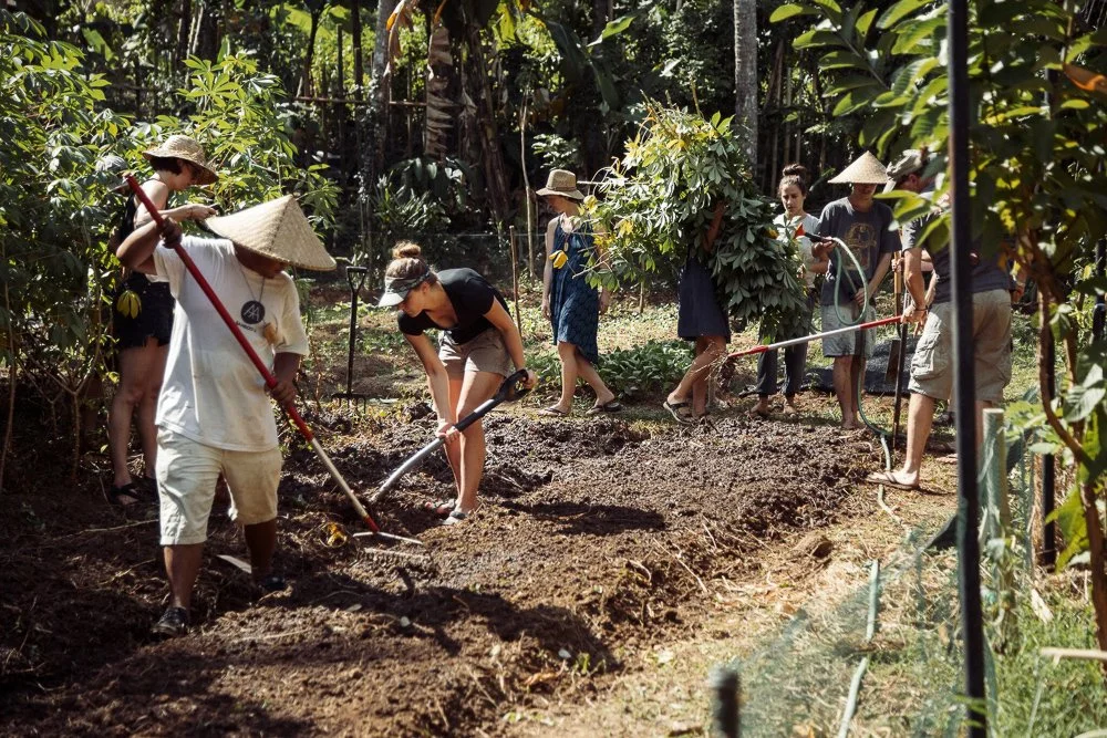 CassavaHarvestby Zissou.jpg