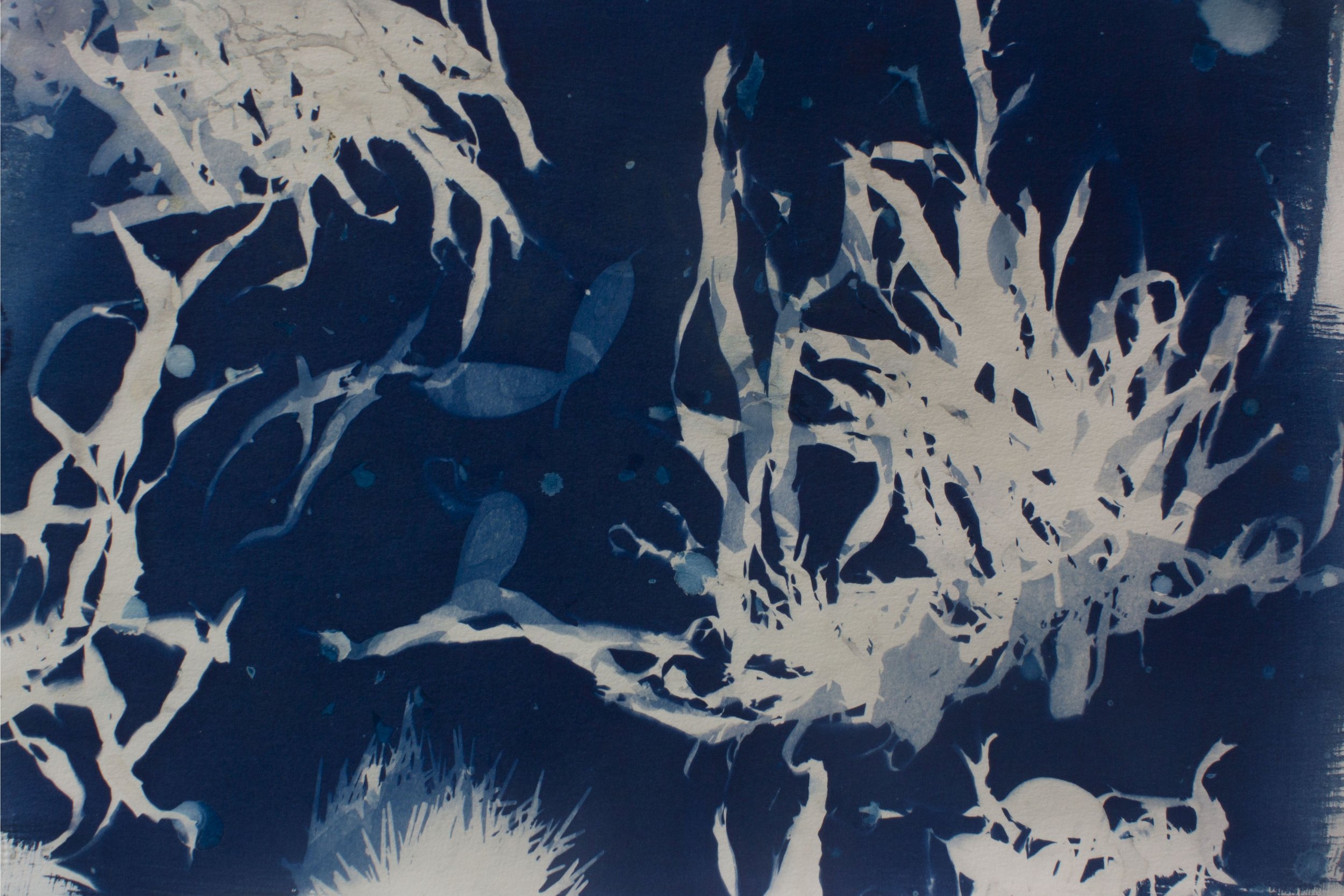 seaweed1.jpg