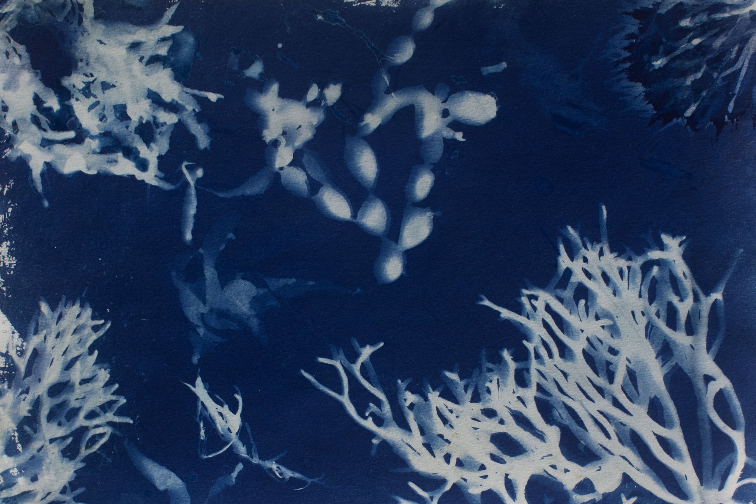 seaweed3.jpg