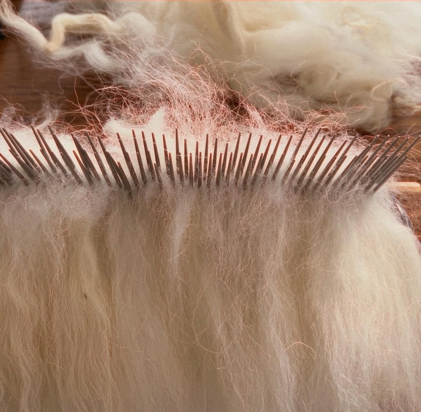 I have the pleasure of acquiring a @valais.blacknose.sheep.vic - from Jane who lovingly and ethically shepherds what is called the &lsquo;cutest &lsquo; sheep in the world- during the process of washing, combing and spinning, the fleece reveals how i