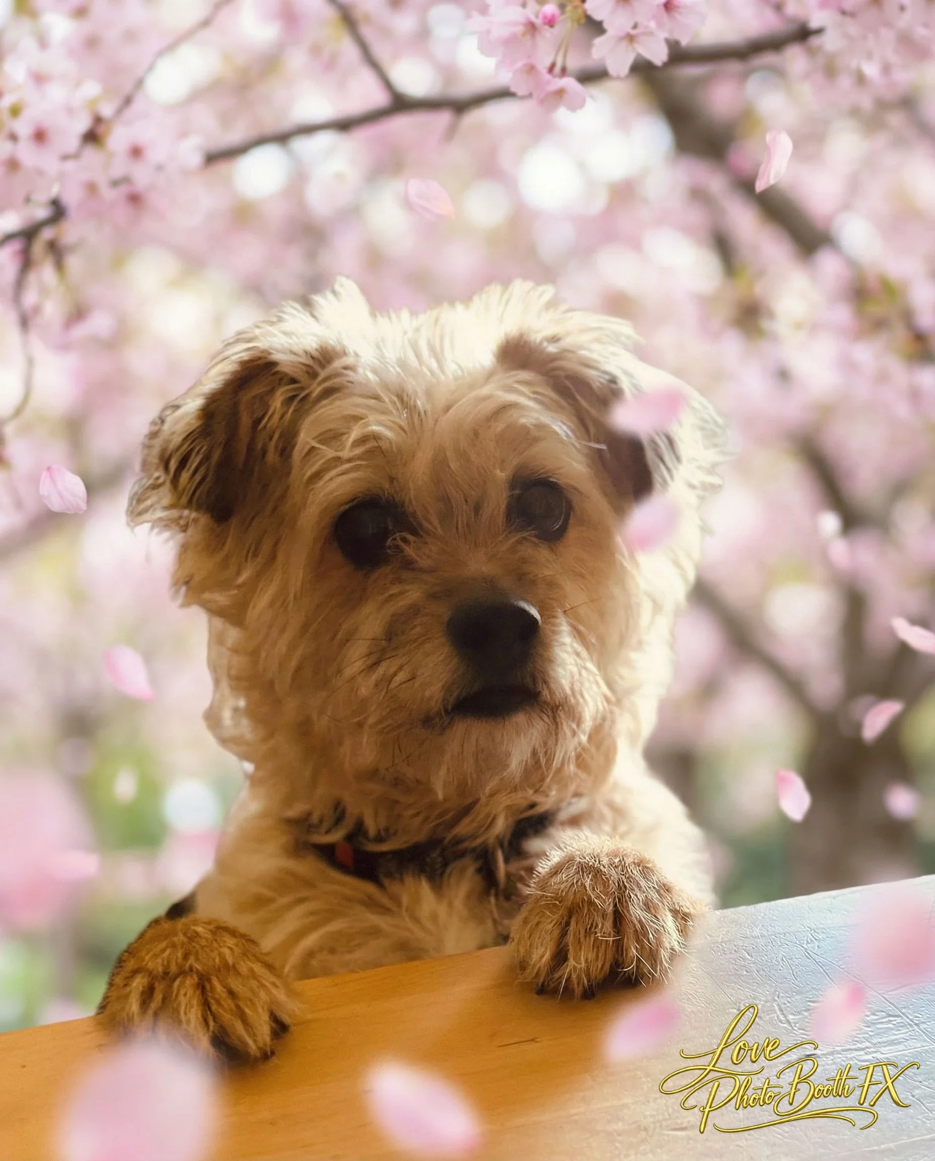 A small, fluffy dog looking over a wooden surface against a background of pink cherry blossoms.