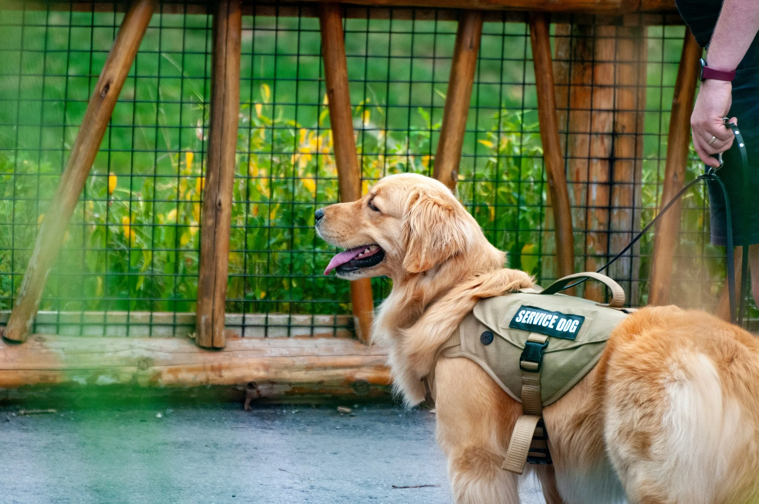 PTSD Service Dogs: Training, Costs, and Your Legal Rights