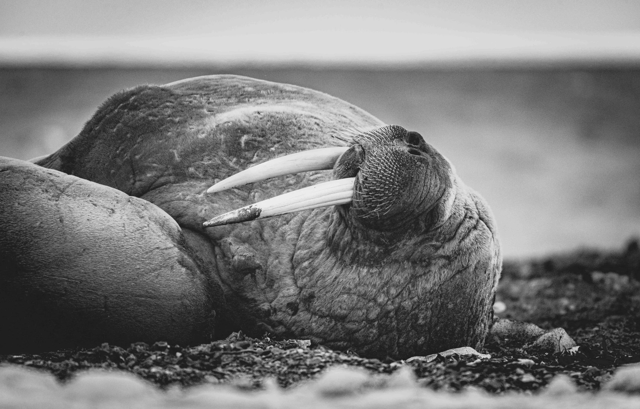 Sleepy walrus
