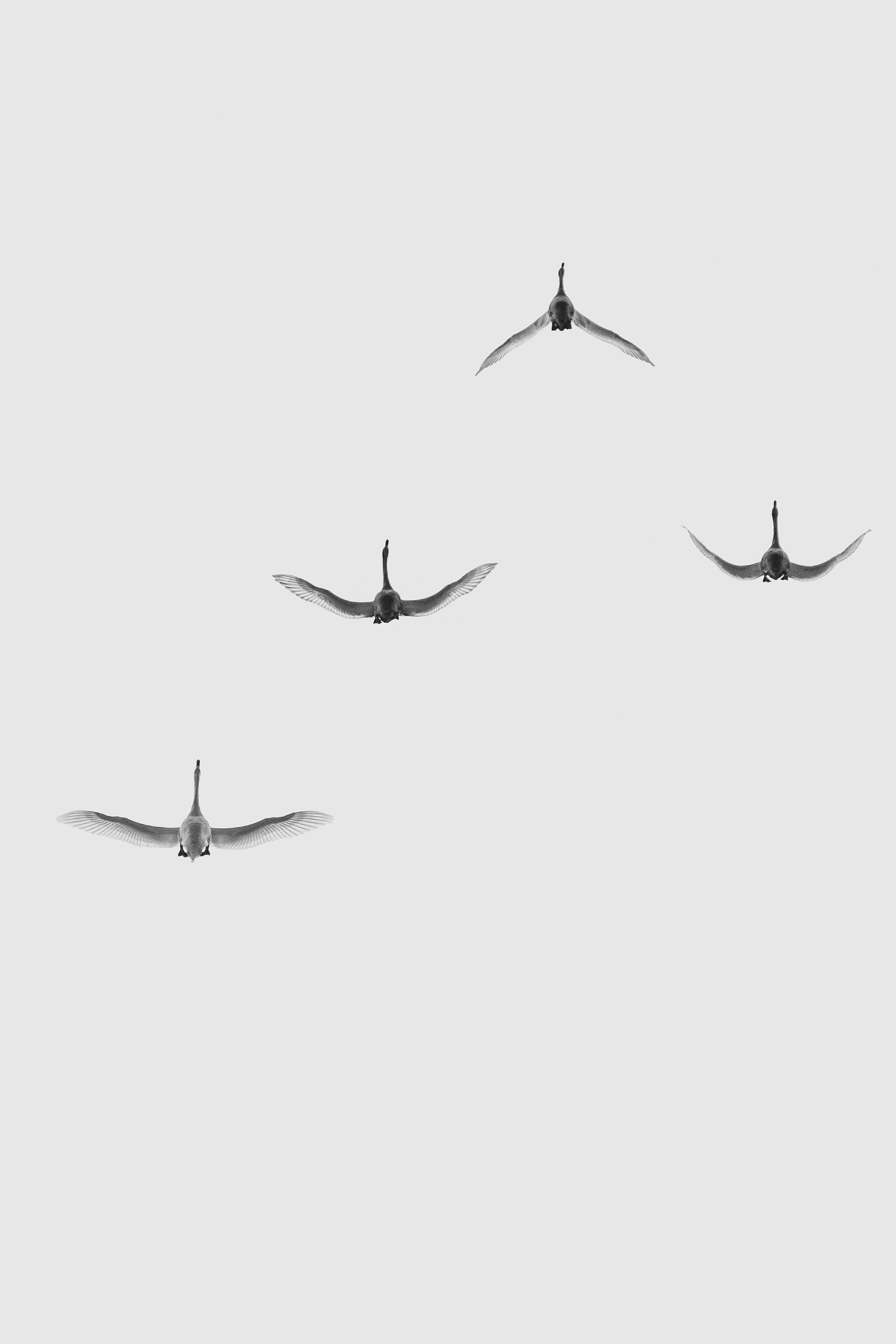 Flying geese