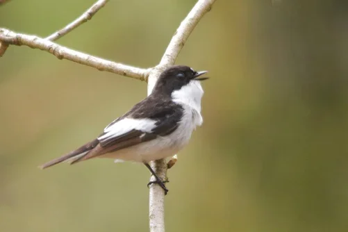 151215-pied-flycatcher-chris-kelly-jv.jpg.webp