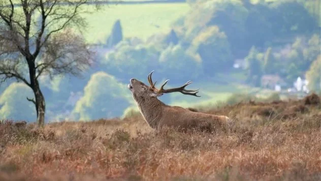 red-deer-stag-autumn-longshaw-derbyshire-1520533.jpg.jpeg