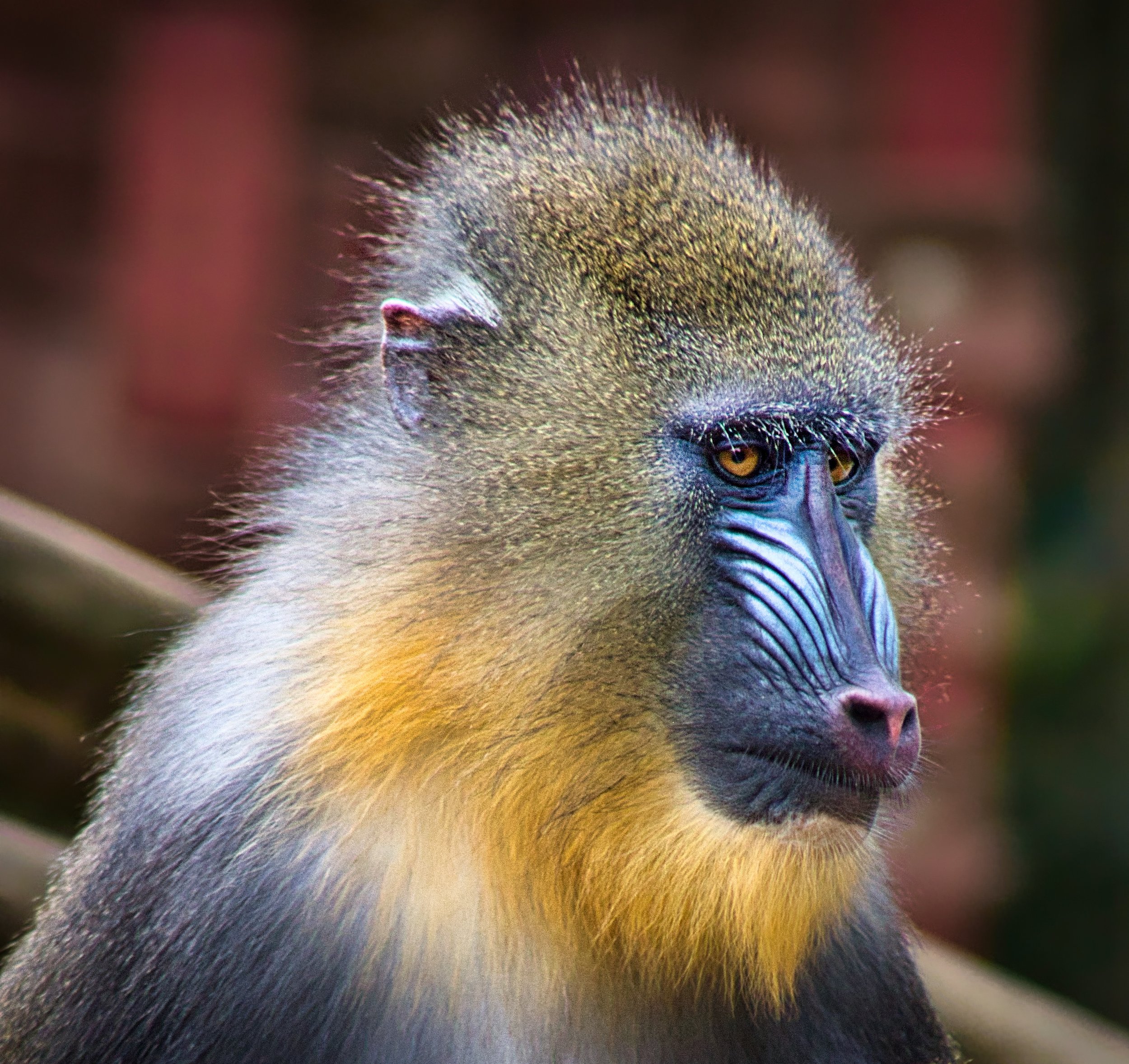 Monkey close up .jpg