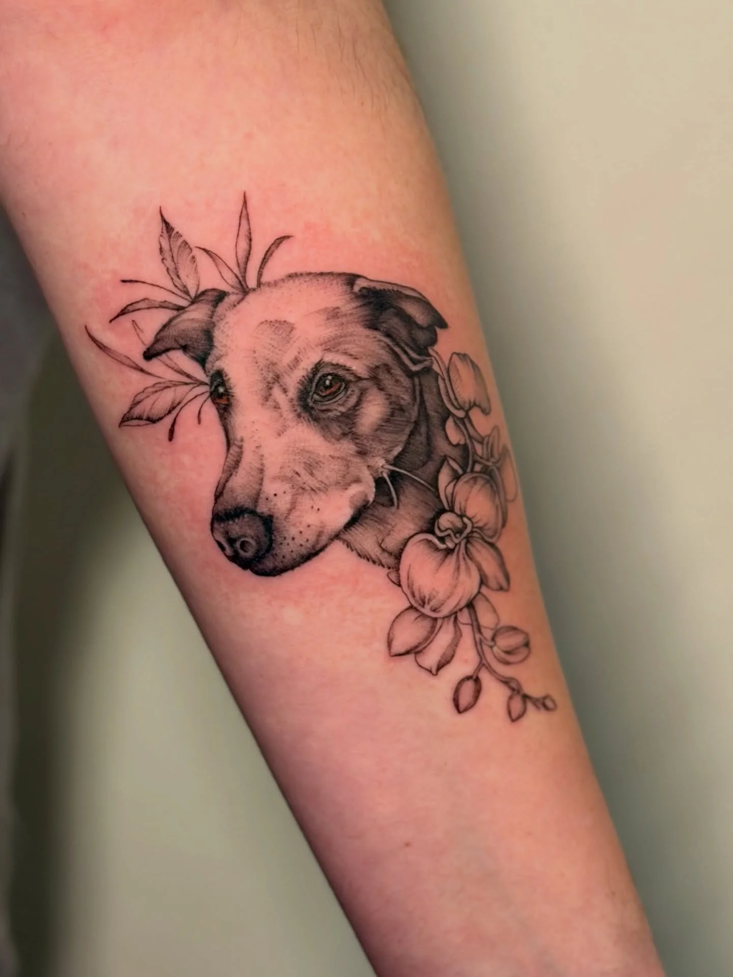 What a handsome little guy! Here&rsquo;s a fine line illustrative pet portrait tattoo with botanical elements to add a bit of flair. I always love tattooing pet owners and working with them to create a beautiful piece that reflects their special bond