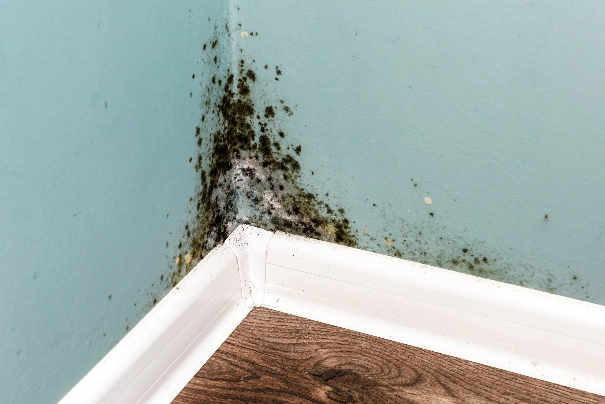 Different Types of Mould Found in the UK Homes
