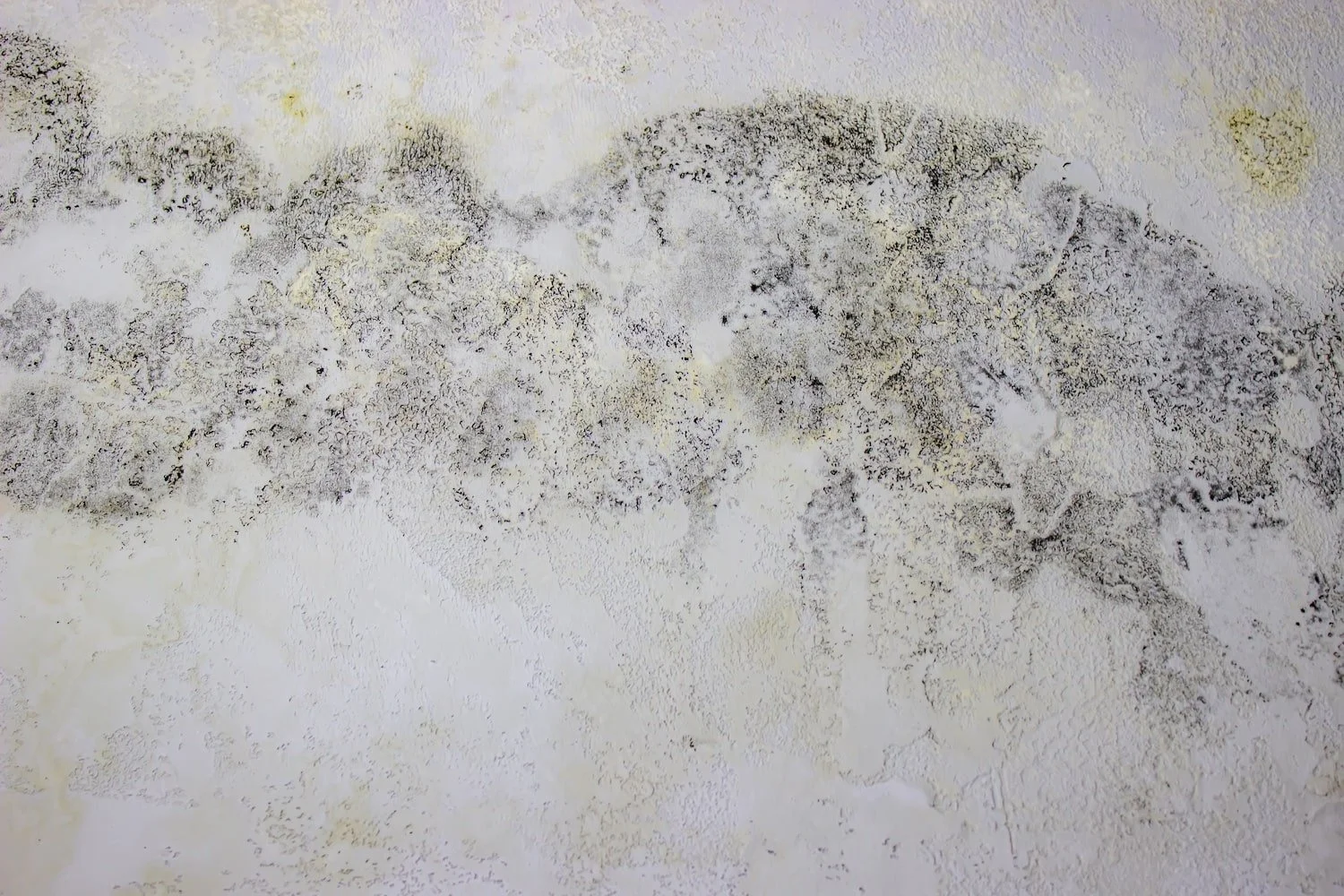 How Much Can Damp Devalue Your Home?