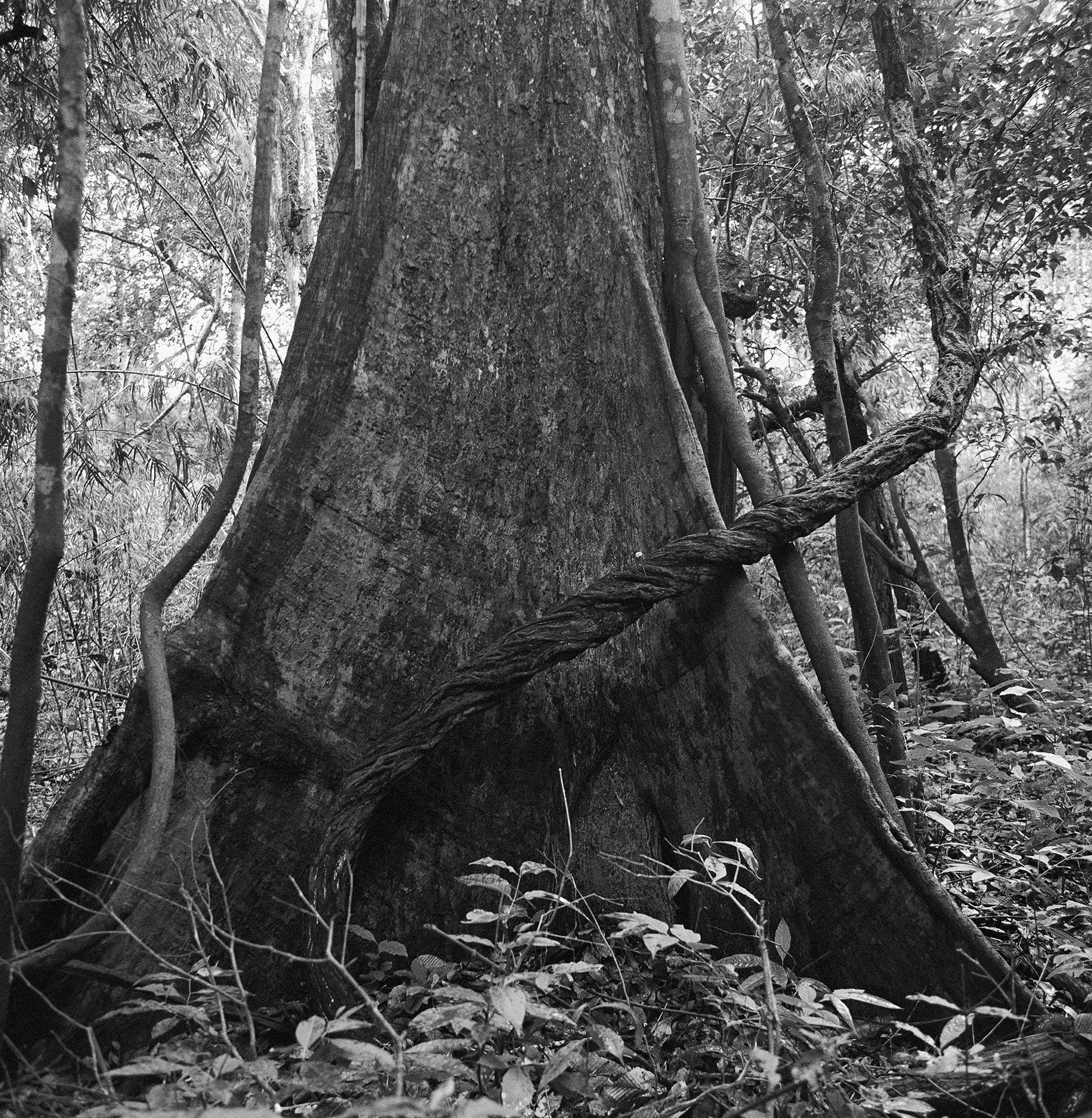 Série Amazônia | RDS Mamirauá, comunidade Cuiabá, Fonte Boa, AM, 2011, pigmento mineral sobre papel de algodão Hahnemühle Museum Etching, 40 x 40 cm