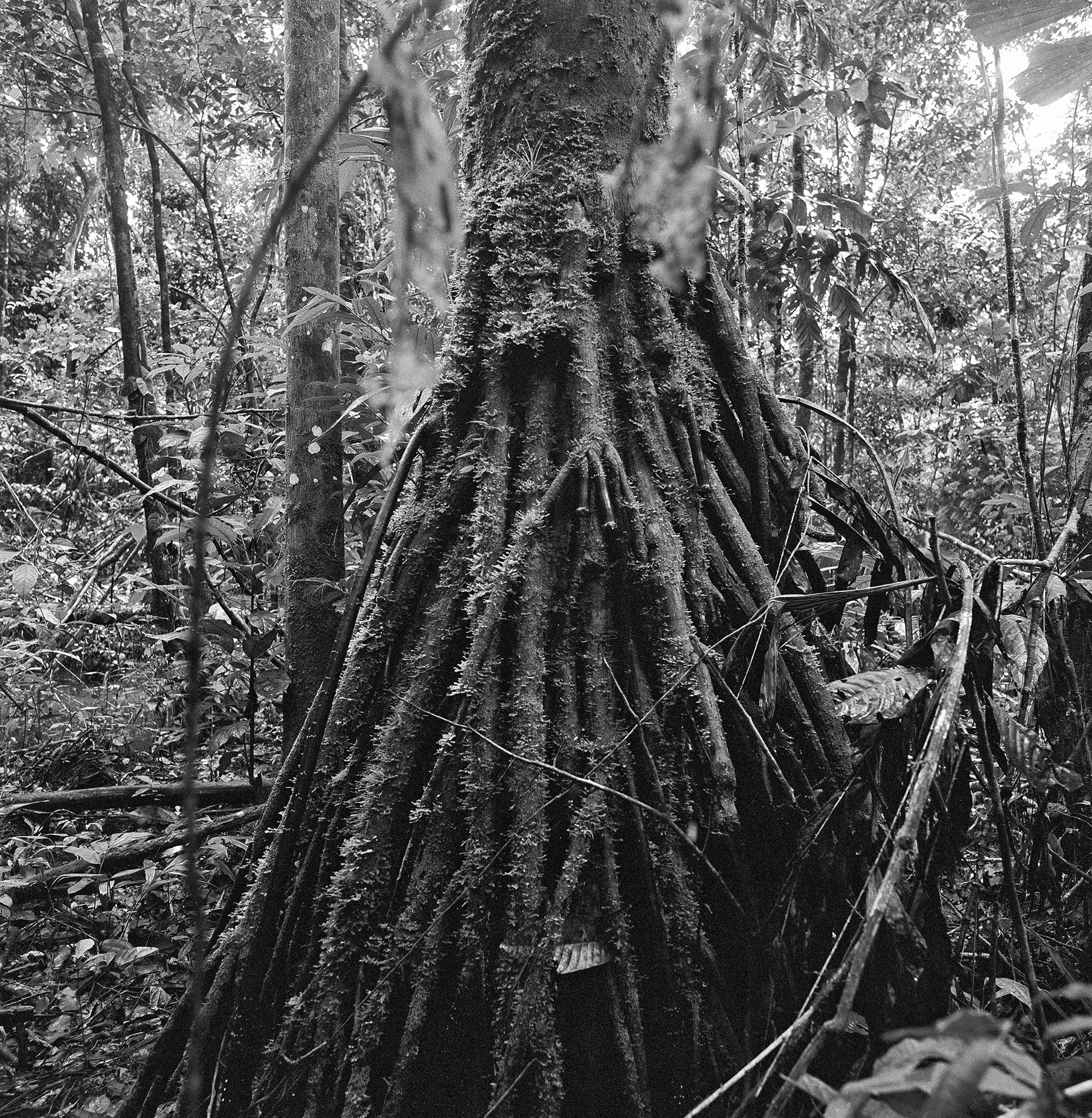 Série Amazônia | Patiubão, rio Moa, Serra do Divisor, AC, 2011, pigmento mineral sobre papel de algodão Hahnemühle Museum Etching, 40 x 40 cm