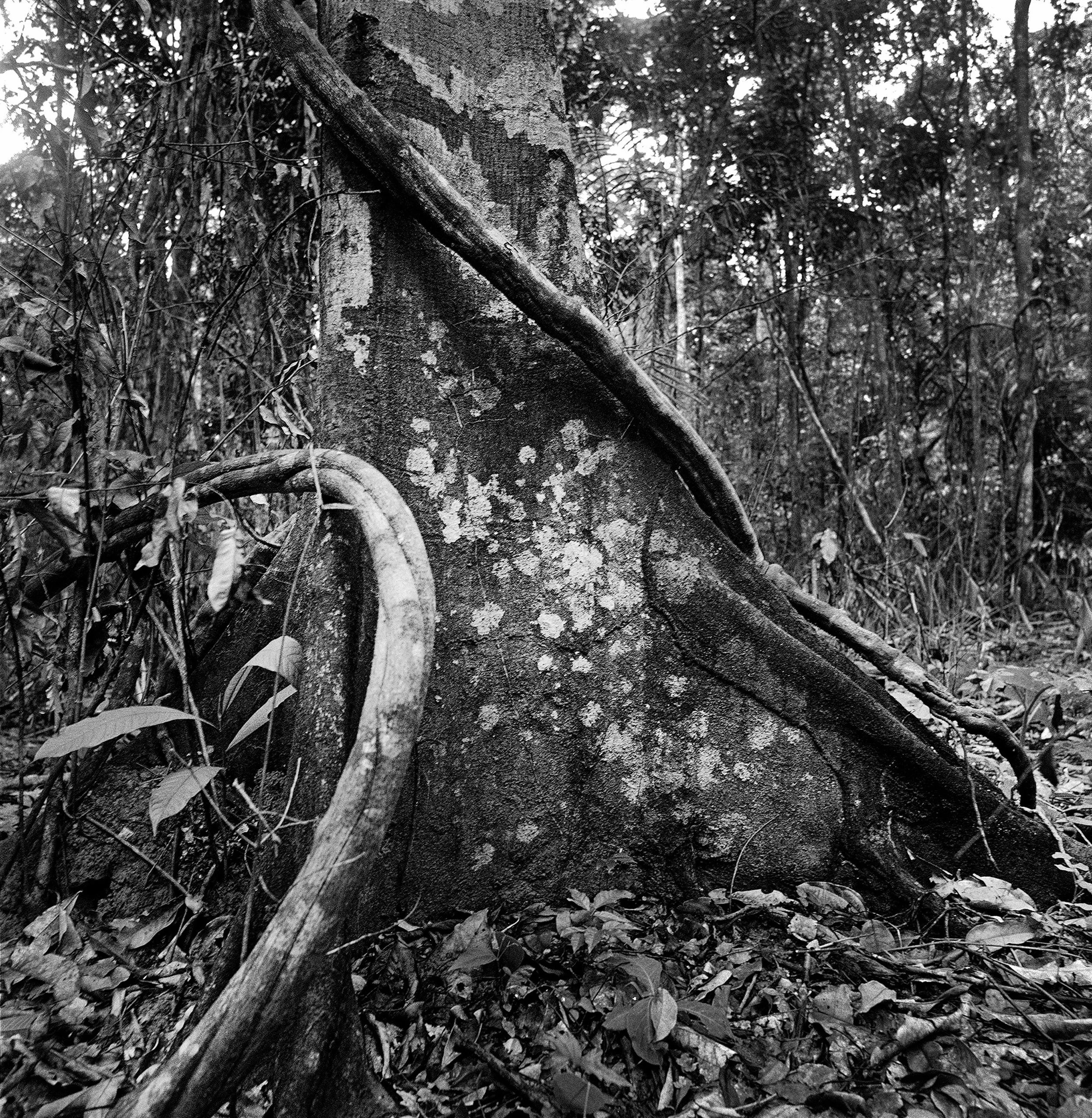 Série Amazônia, 2011, pigmento mineral sobre papel de algodão Hahnemühle Museum Etching, 40 x 40 cm