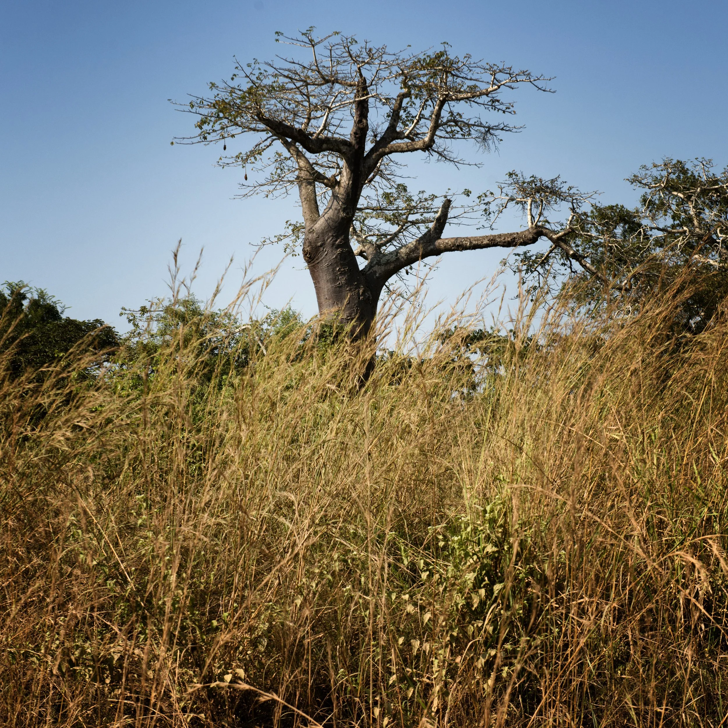 Série Karimu, 2016, pigmento mineral sobre papel de algodão Hahnemühle Museum Etching, 40 x 40 cm