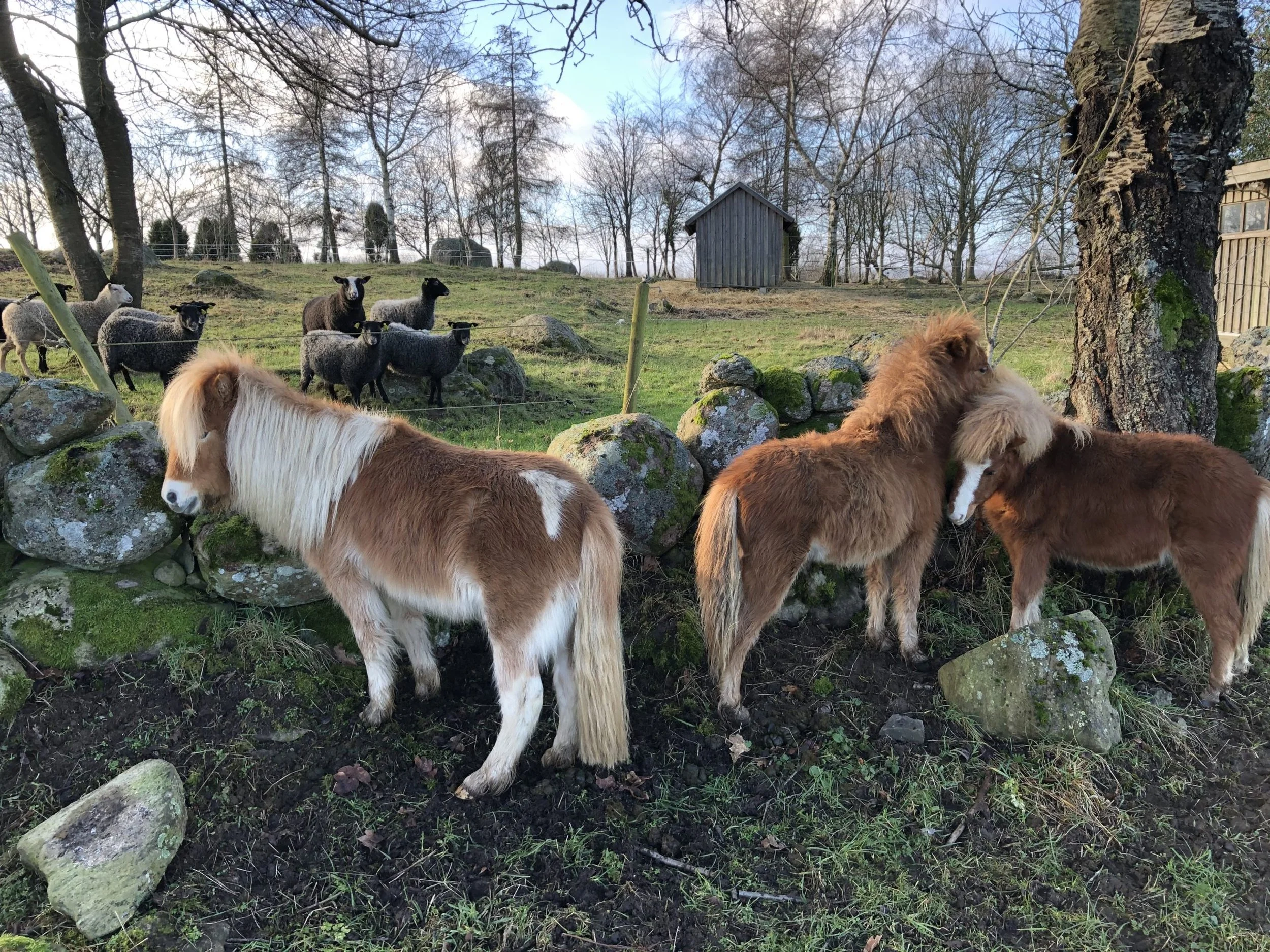 Miniatyrhästar-får-scaled.jpg