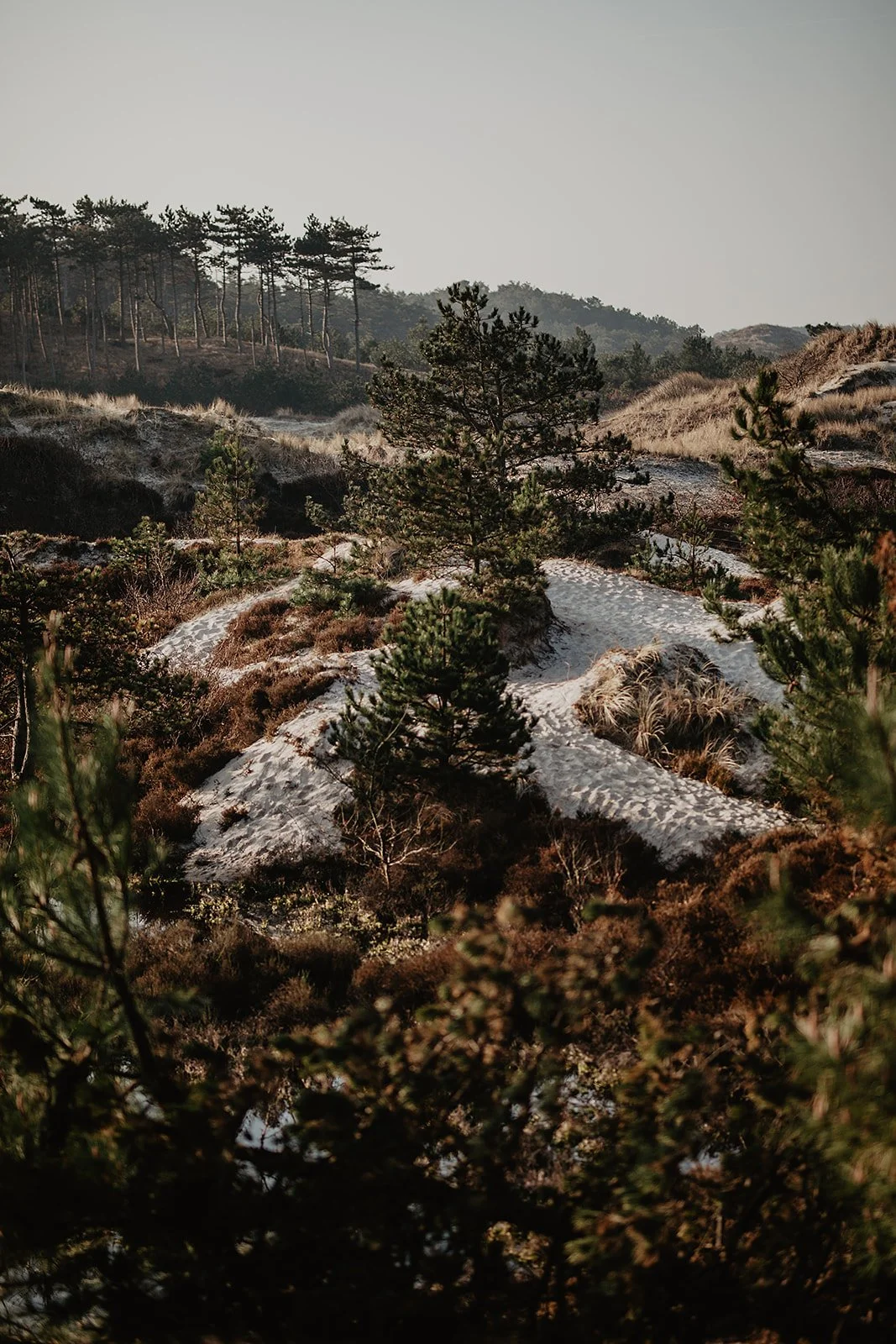 A landscape with sand dunes covered with patches of snow, scattered pine trees, and a distant forested hillside under a clear sky.