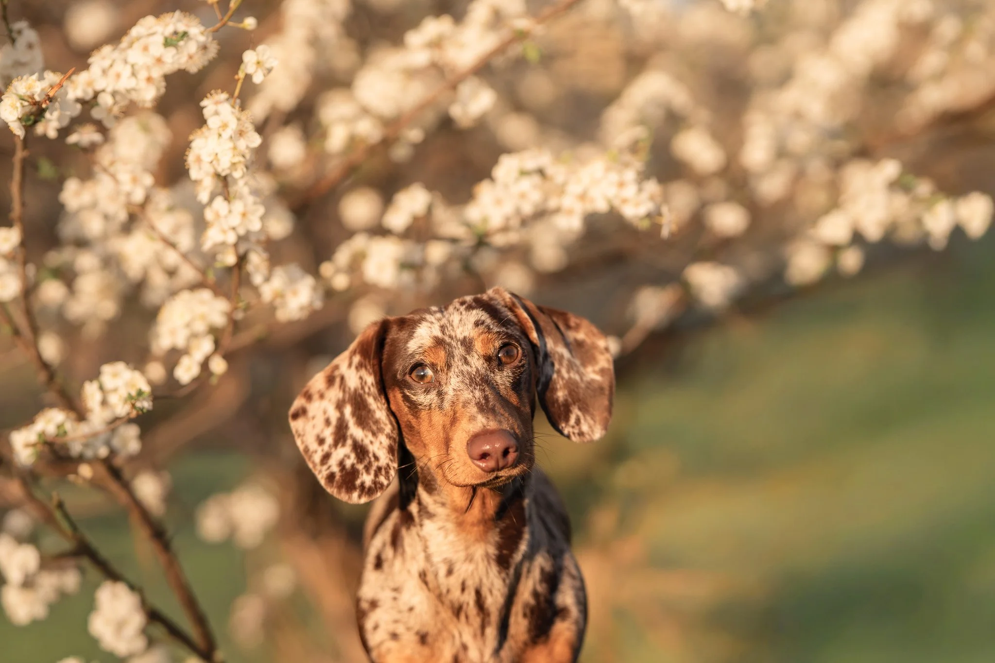 _DSC0616.jpg